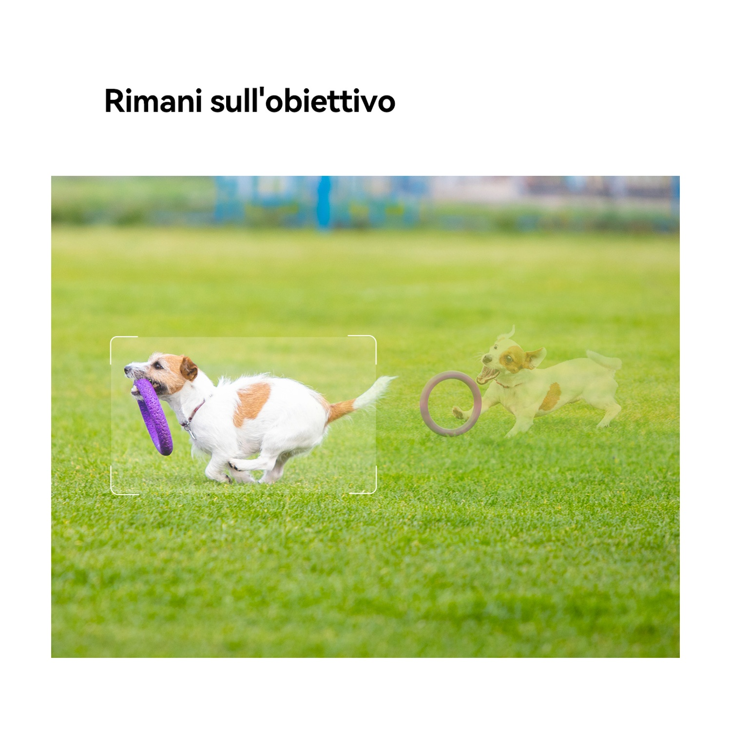 Un cane con pelo bianco e marrone corre sull'erba, tenendo in bocca un frisbee viola. Si vede un'immagine sbiadita del cane che afferra un anello.