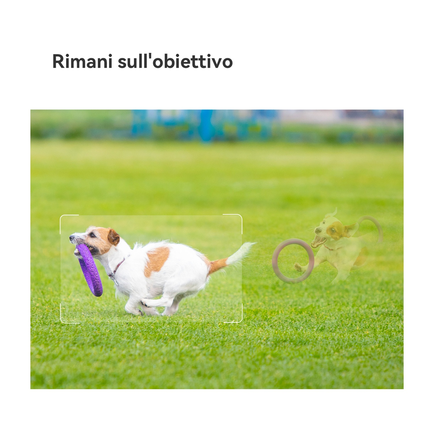Un cane, con un giocattolo viola, corre sull'erba verde. Un'immagine sbiadita del cane e del giocattolo appare dietro di lui.