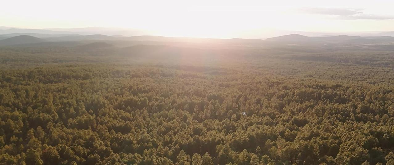 Luftaufnahme eines dichten Kiefernwaldes bei Sonnenuntergang mit Bergen in der Ferne.