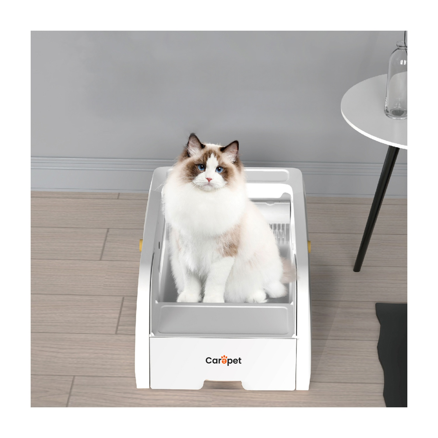 Un gatto seduto in una lettiera.