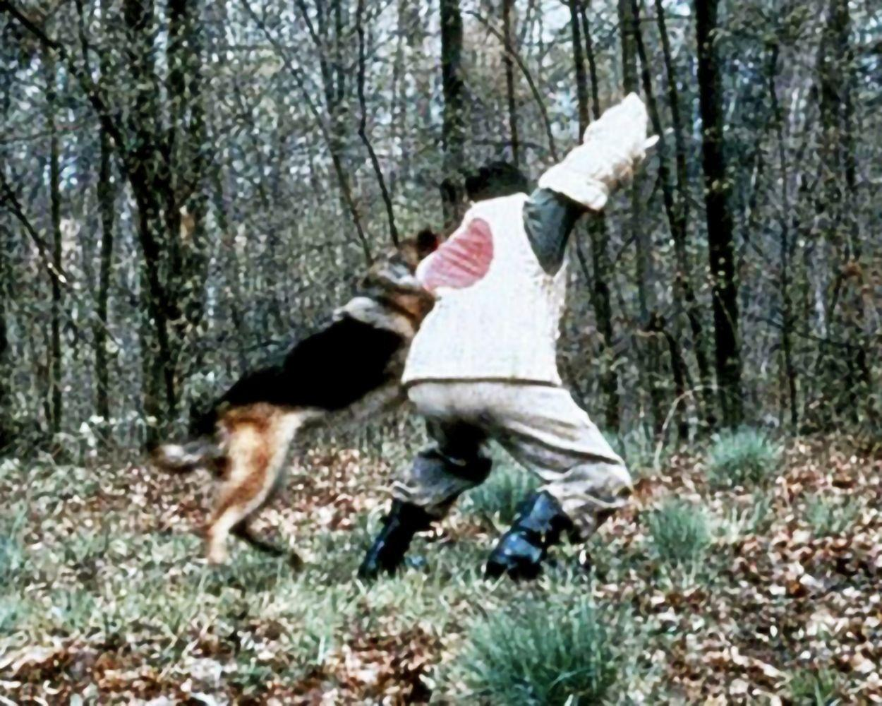 Ein Mann mit Schutzweste trainiert einen Deutschen Schäferhund im Wald.