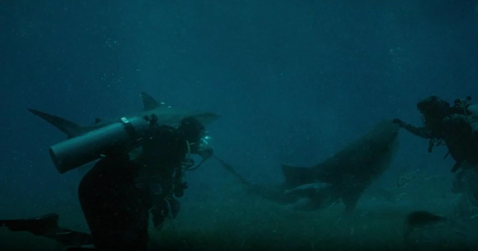 Zwei Taucher interagieren mit Haien im trüben, blauen Wasser.