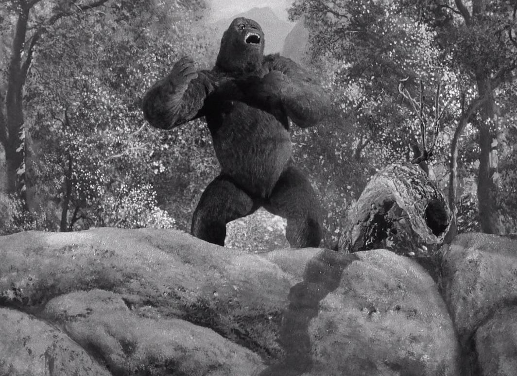 Ein großer Gorilla steht auf Felsen vor Bäumen und schreit.