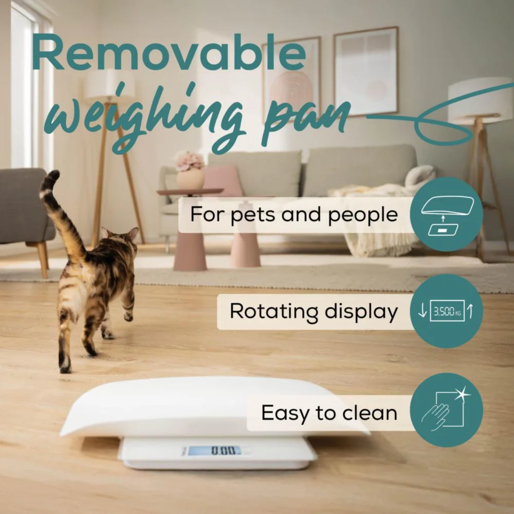 Eine Katze läuft auf eine weiße Waage in einem Wohnzimmer.
