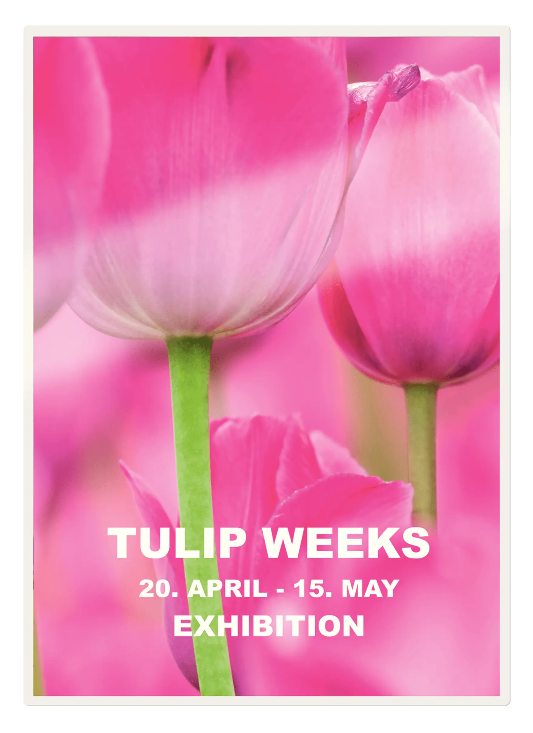 Rózsaszín tulipánok közelképe a 'TULIP WEEKS' felirattal.