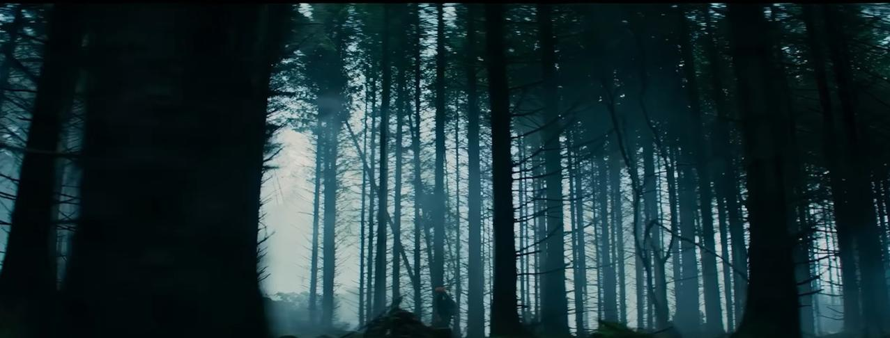Dunkler Wald mit hohen Bäumen, Nebel und blauem Dunst.