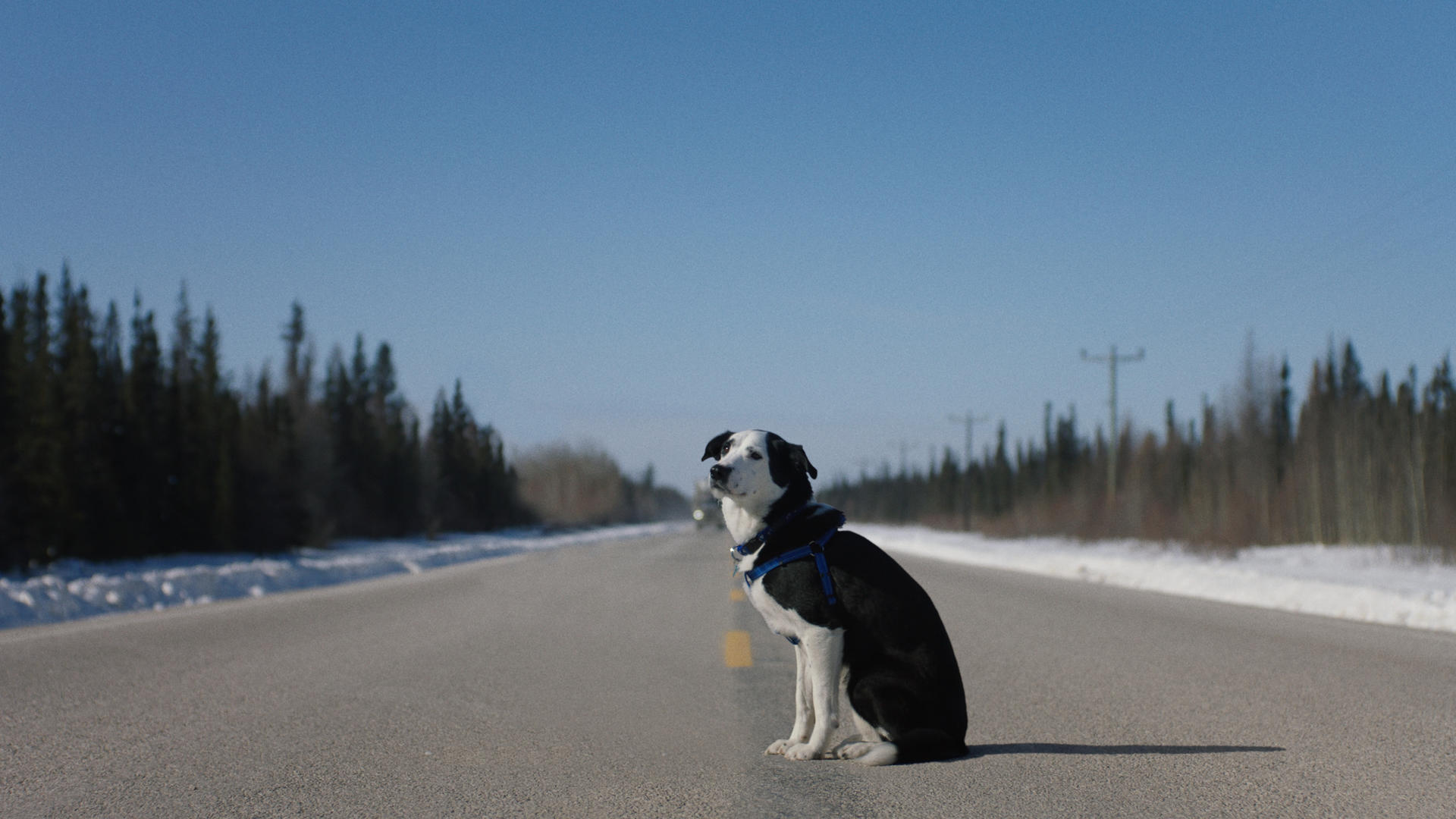 Ein schwarz-weißer Hund sitzt auf einer leeren Straße im Winter.