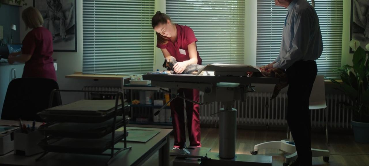 Tierarztpraxis: Ein Tierarzt und zwei Helfer untersuchen einen Hund auf einem Tisch.