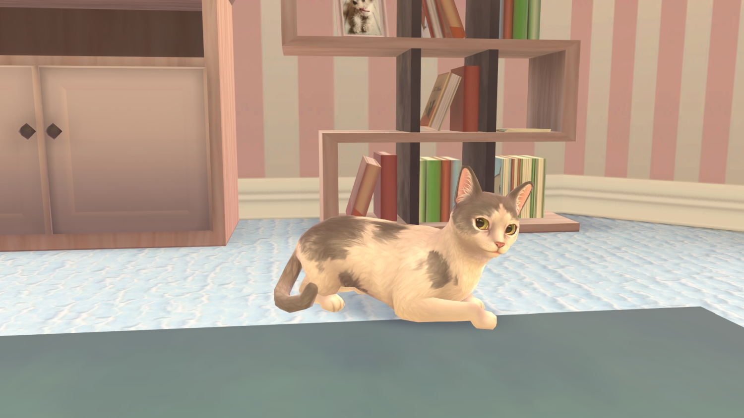 Un gatto calico con macchie grigie e bianche giace su un tappeto blu fantasia. Dietro ci sono librerie.