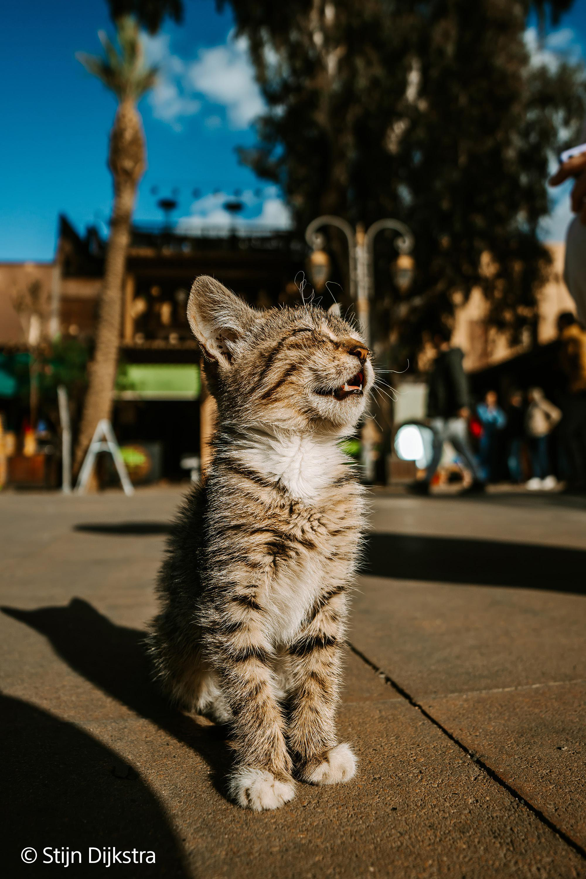 Eine getigerte Katze sitzt auf einem gepflasterten Weg unter blauem Himmel.