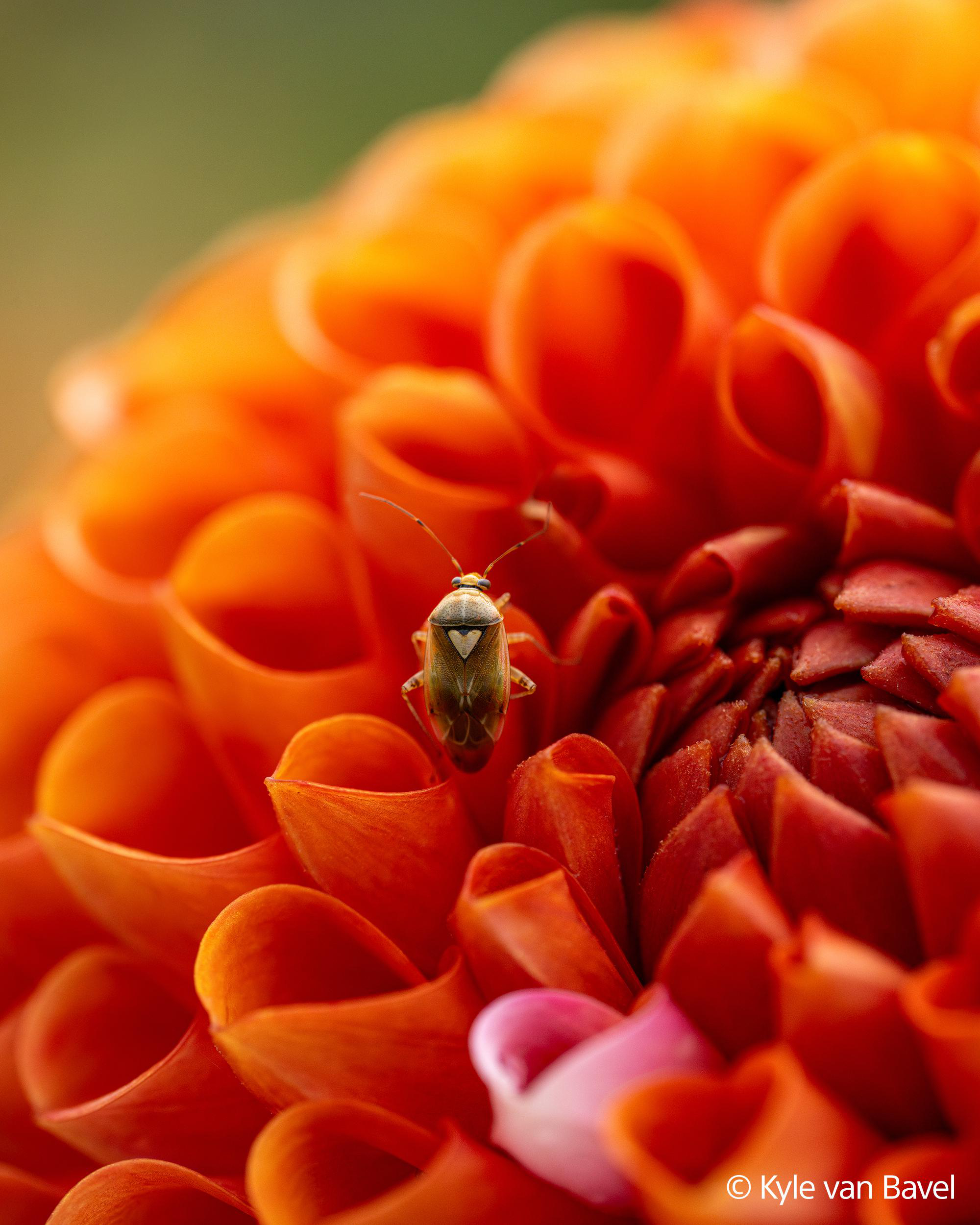 Ein kleiner Käfer sitzt auf einer orangefarbenen Blüte mit detaillierten Blütenblättern.