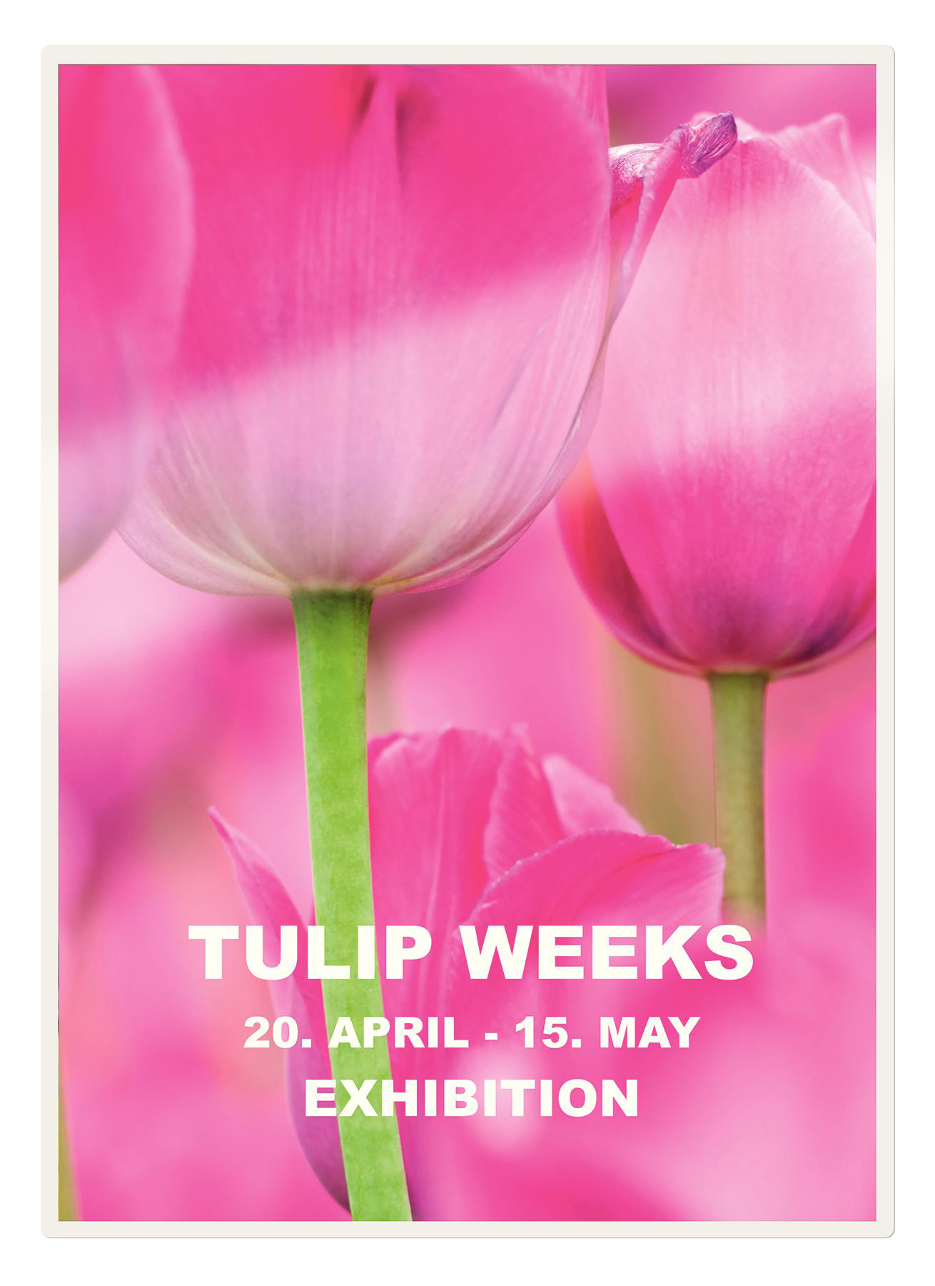 Tulpenwochen-Ausstellung vom 20. April bis 15. Mai mit rosa Tulpen.