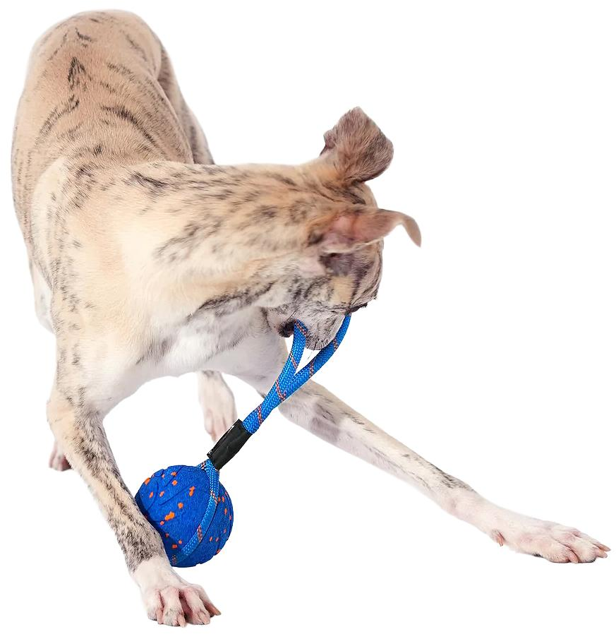 Un cane gioca con un giocattolo di corda blu con una palla.