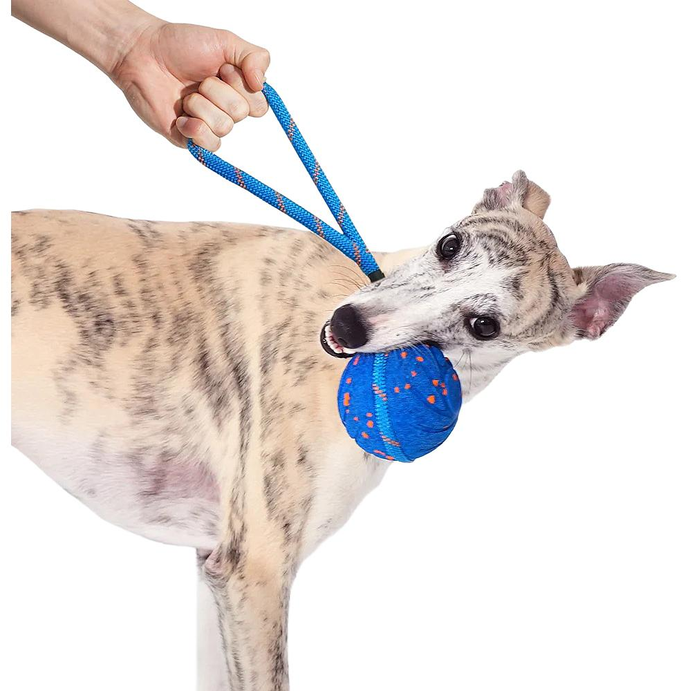 Un cane tiene in bocca una palla blu con pois arancioni, attaccata a una corda.
