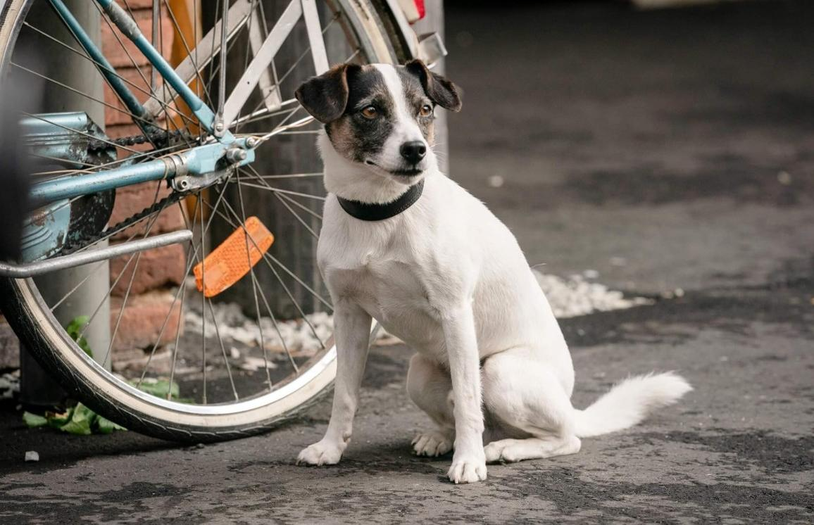 Ein weißer Hund mit schwarzen Flecken sitzt neben einem Fahrradrad auf Asphalt.