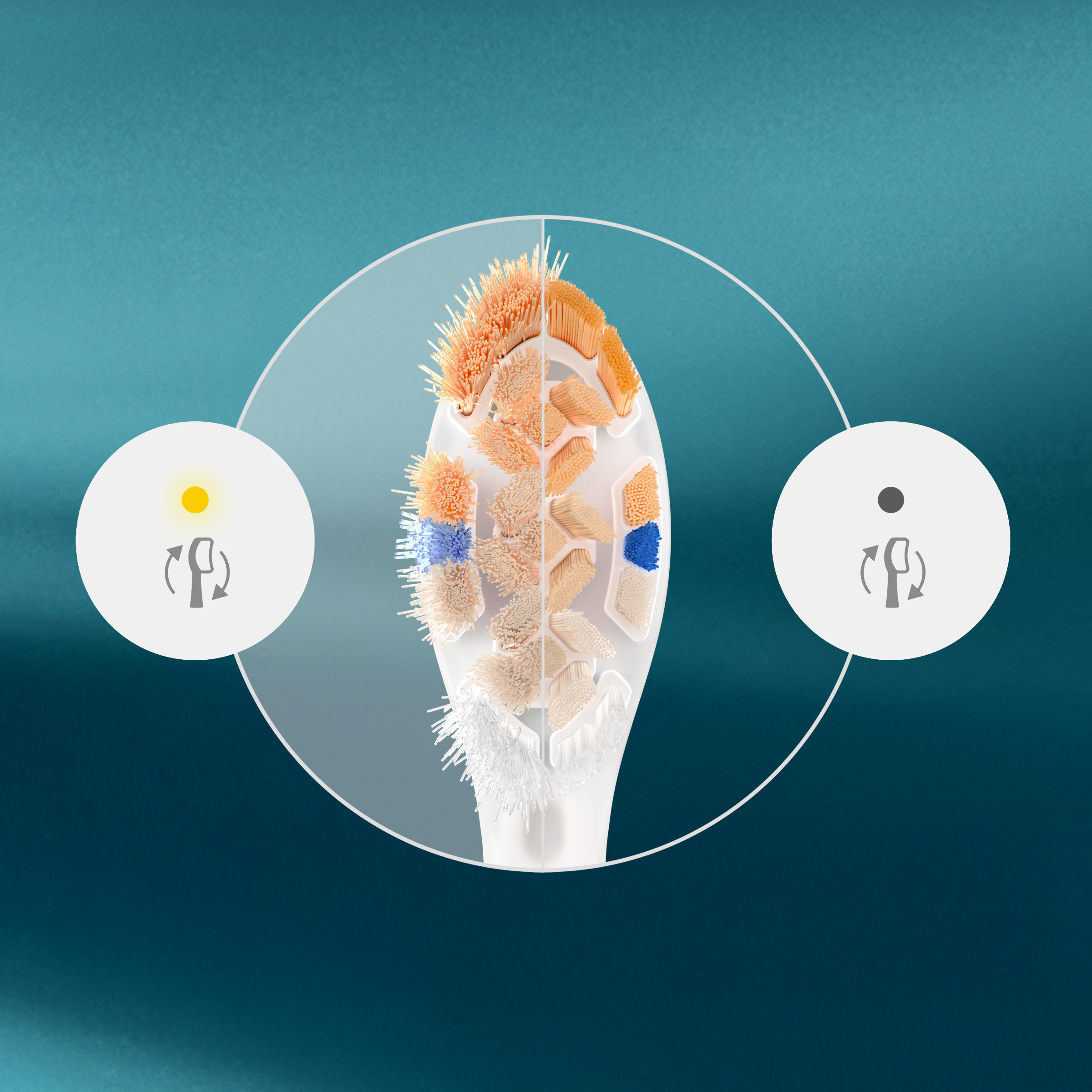 Podzielona główka szczoteczki do zębów z pomarańczowymi i niebieskimi włoskami.