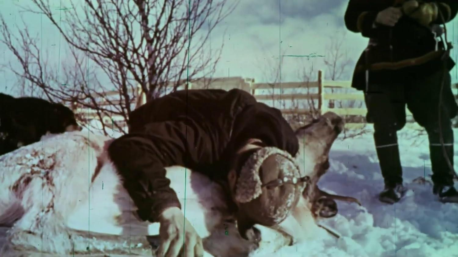 Mann in dunkler Kleidung kniet neben einem Rentier im Schnee.