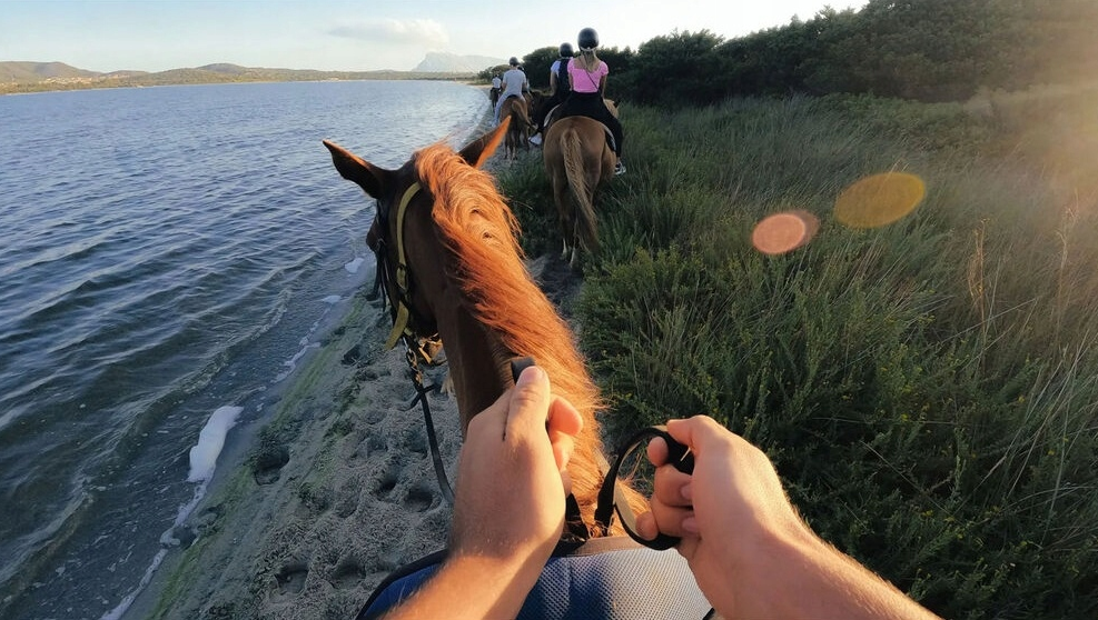 Jeźdźcy na brązowych koniach jadą brzegiem plaży obok wody.