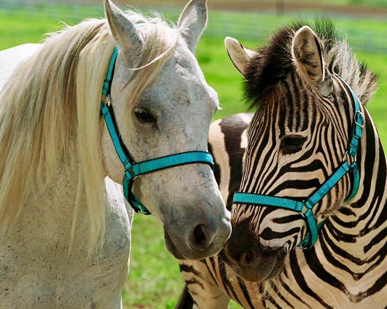 Ein weißes Pferd und ein Zebra stehen nebeneinander, beide tragen blaue Halfter.