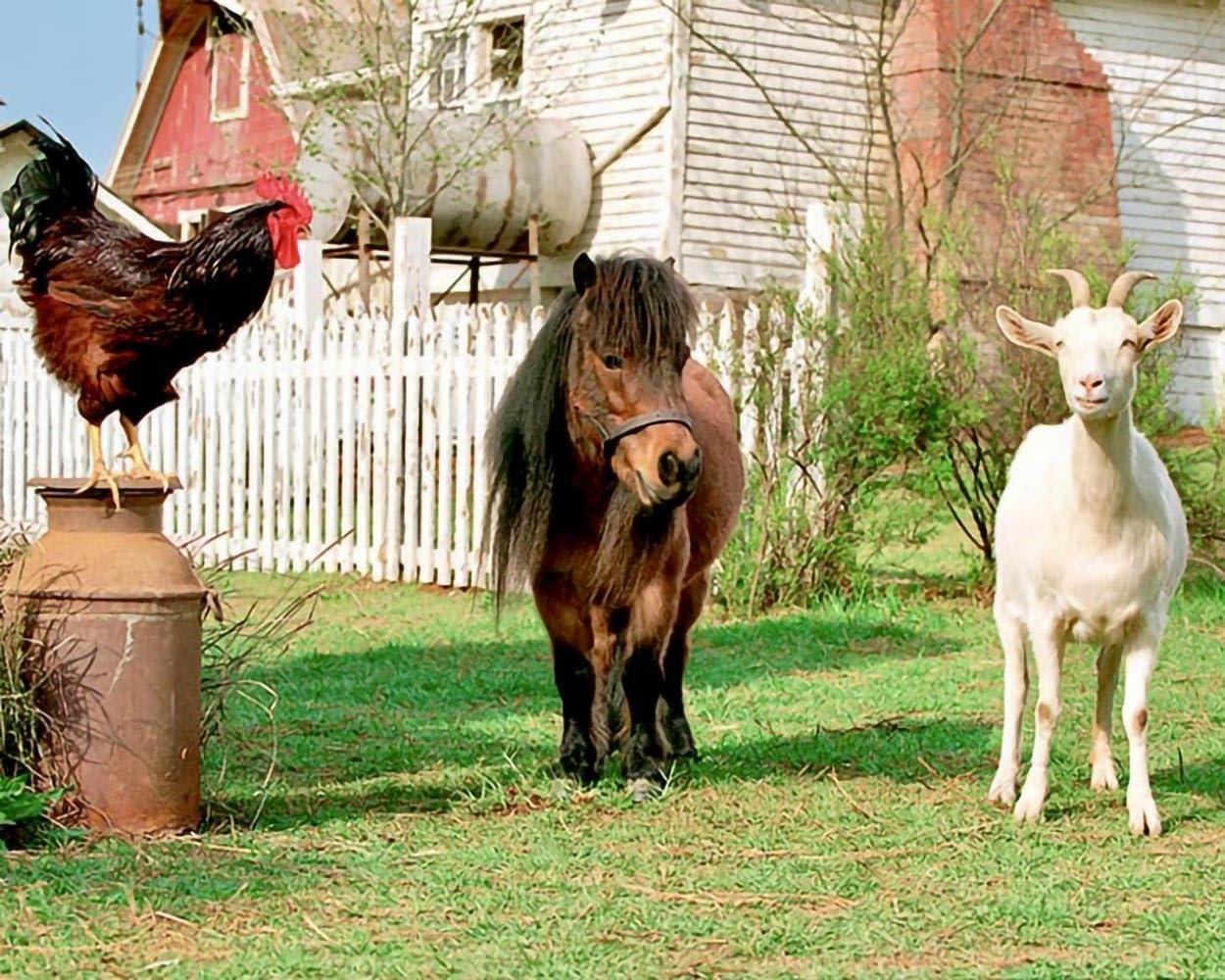 Ein Hahn steht auf einem Behälter, ein Pony und eine Ziege stehen auf einer Wiese.
