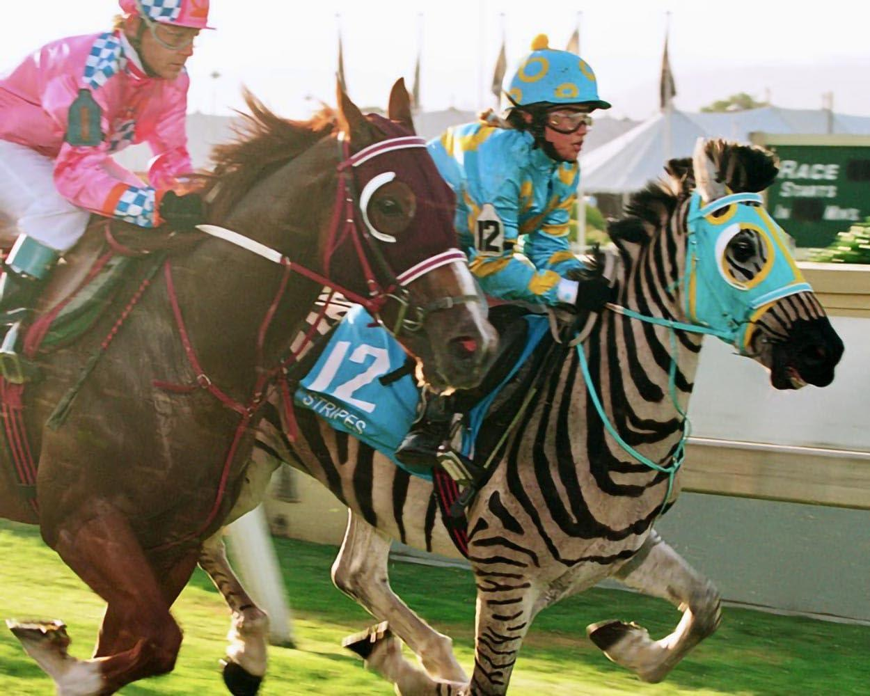 Jockey auf einem Zebra fährt gegen Jockey auf einem Pferd. Beide tragen bunte Seide.