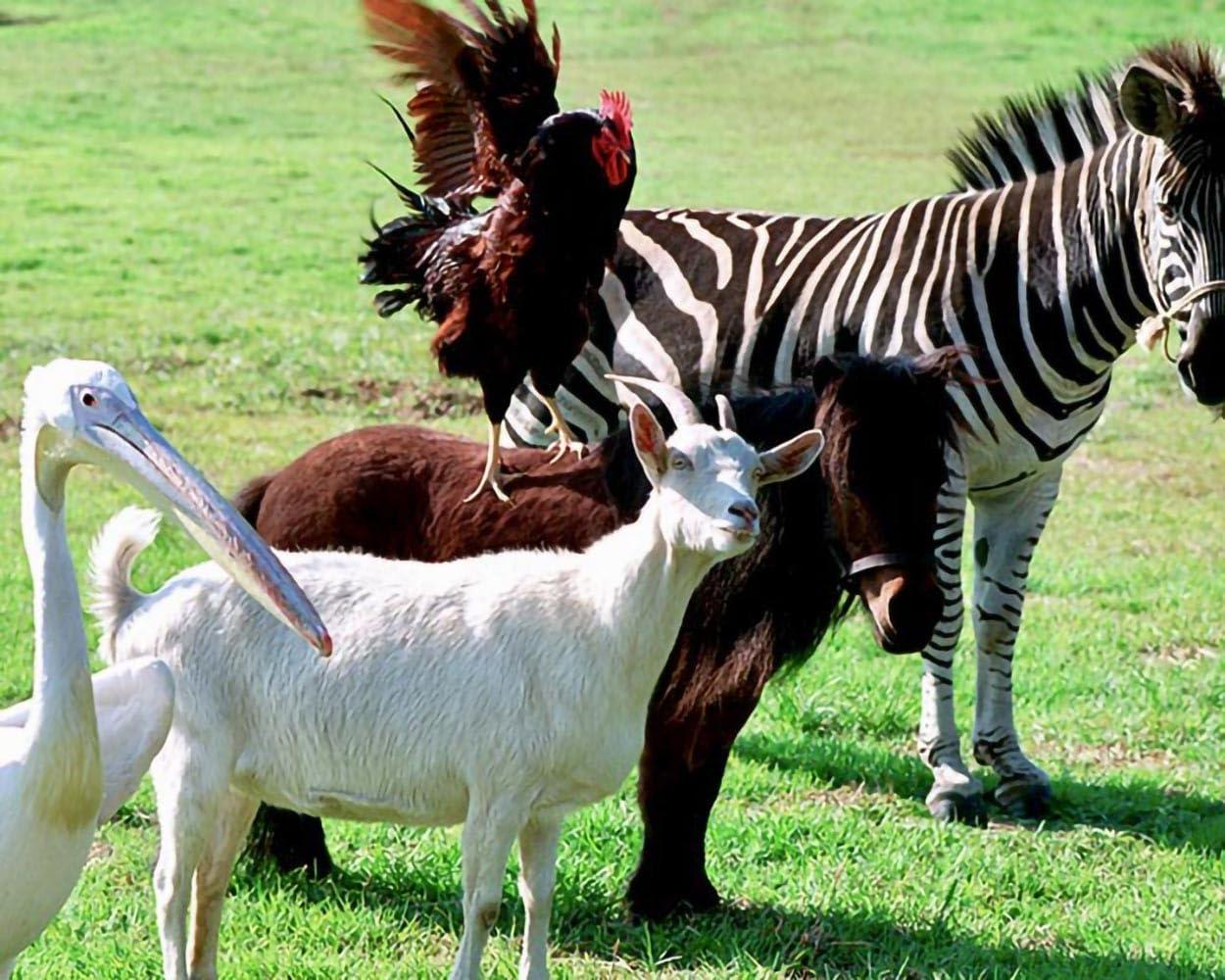 Ein Hahn sitzt auf einer Ziege neben einem Pferd und Zebra.
