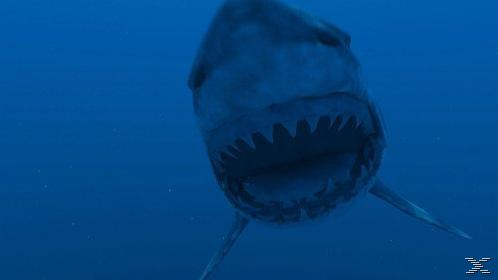 Ein großer weißer Hai schwimmt im blauen Wasser mit geöffnetem Maul.