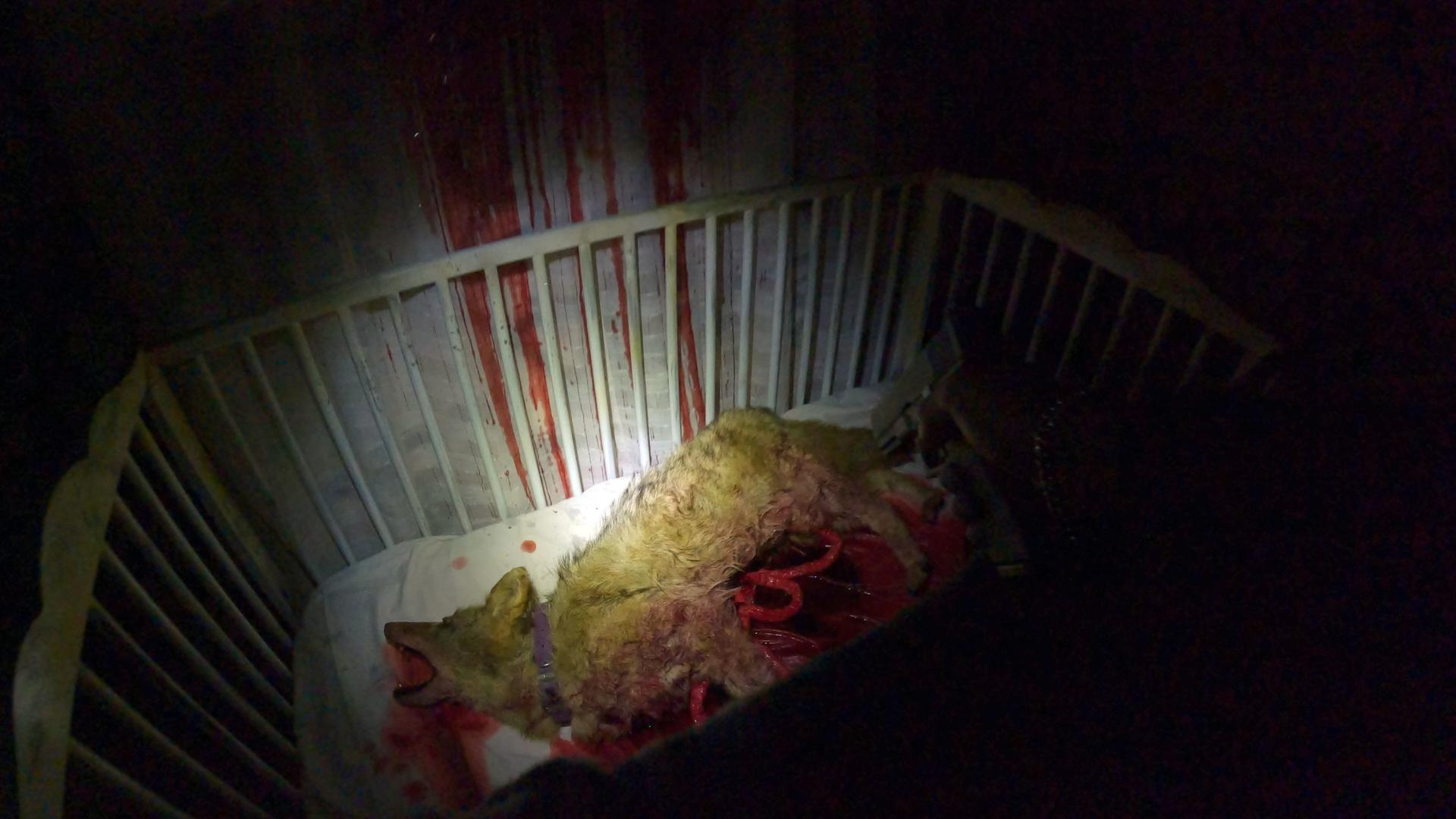 Ein lebloser Kojote liegt in einem Kinderbett mit roten Flecken auf dem Boden.