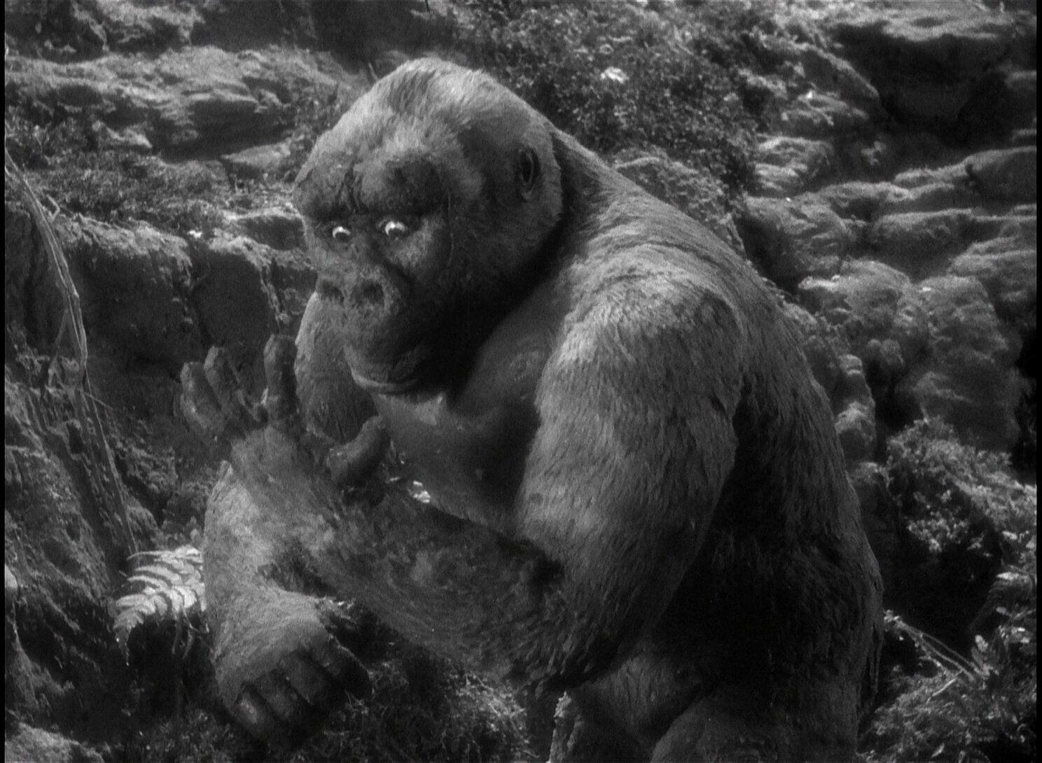 Ein großer Gorilla sitzt in einer felsigen, bewachsenen Umgebung.