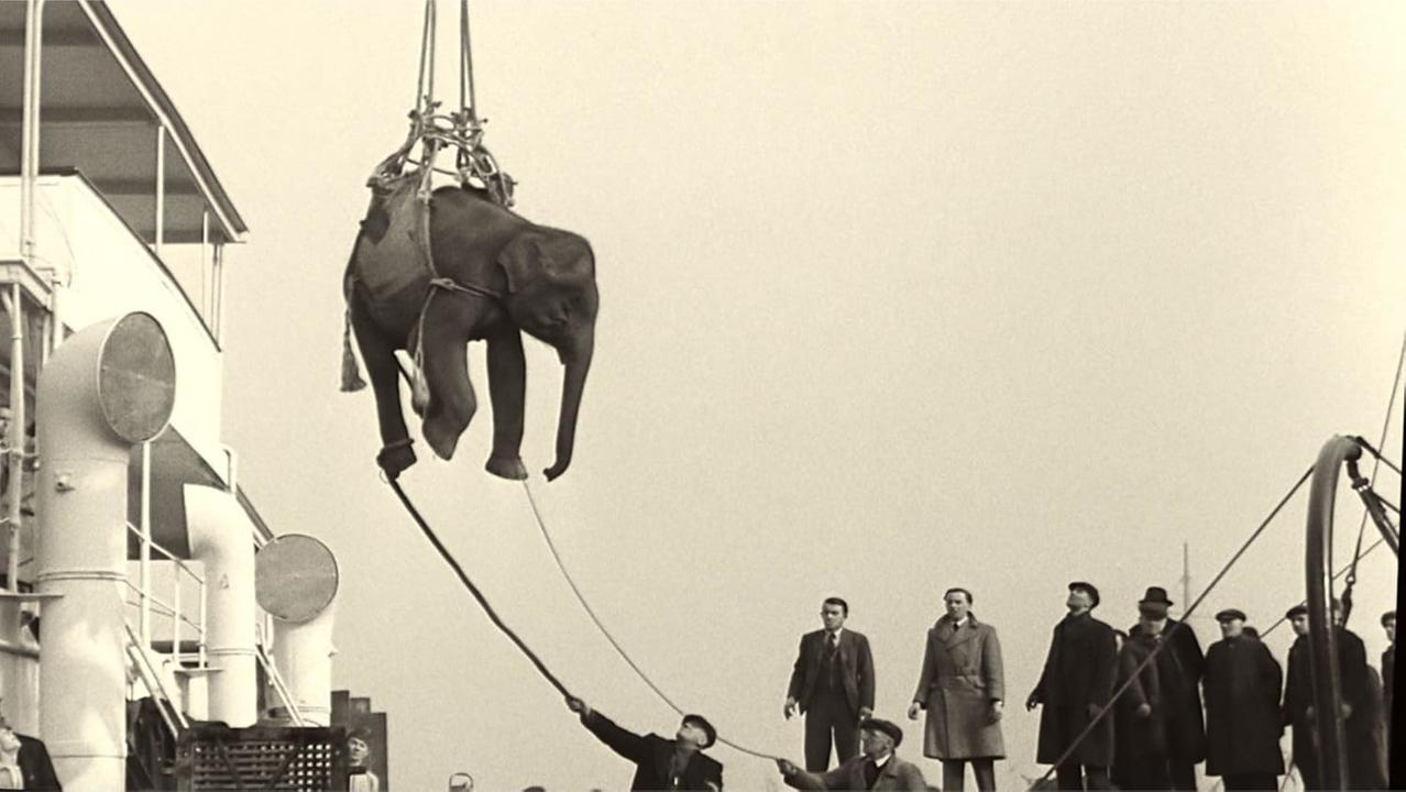 Ein Elefant wird von einem Kran gehoben, während Männer zusehen.
