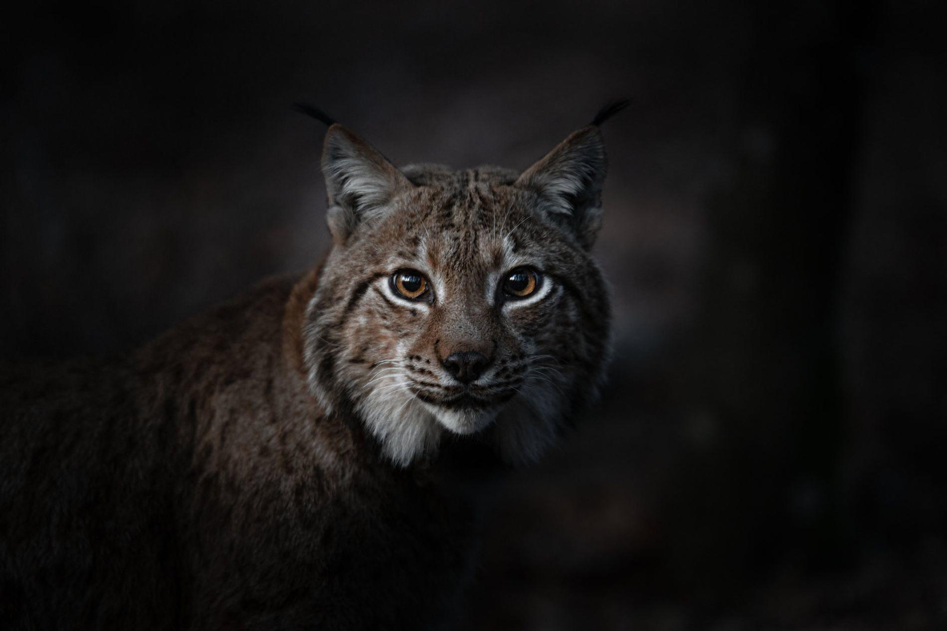 Ein Luchs mit bernsteinfarbenen Augen blickt aus dunklem Hintergrund in die Kamera.