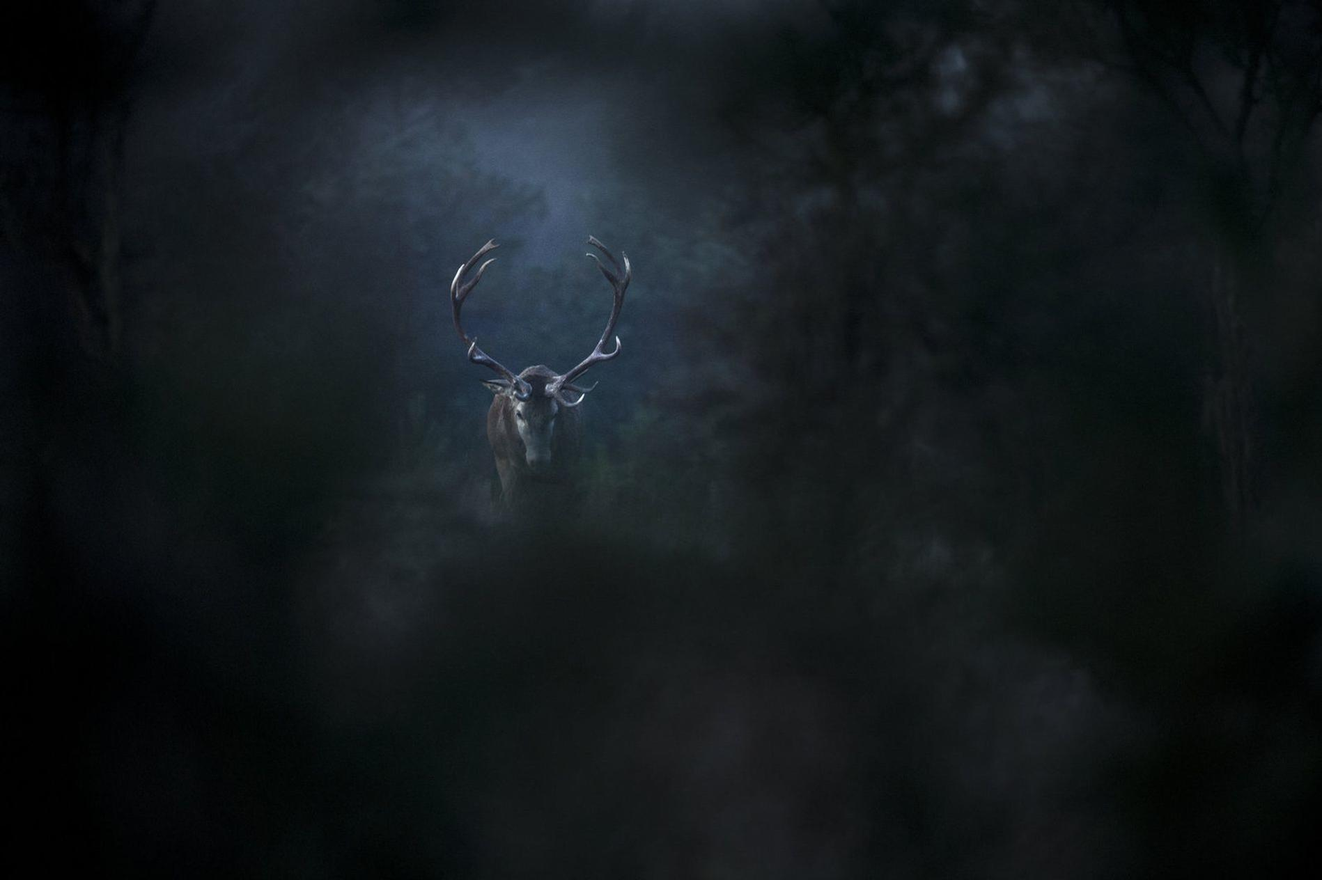 Ein Hirsch mit Geweih steht im dunklen Wald, umgeben von Nebel.