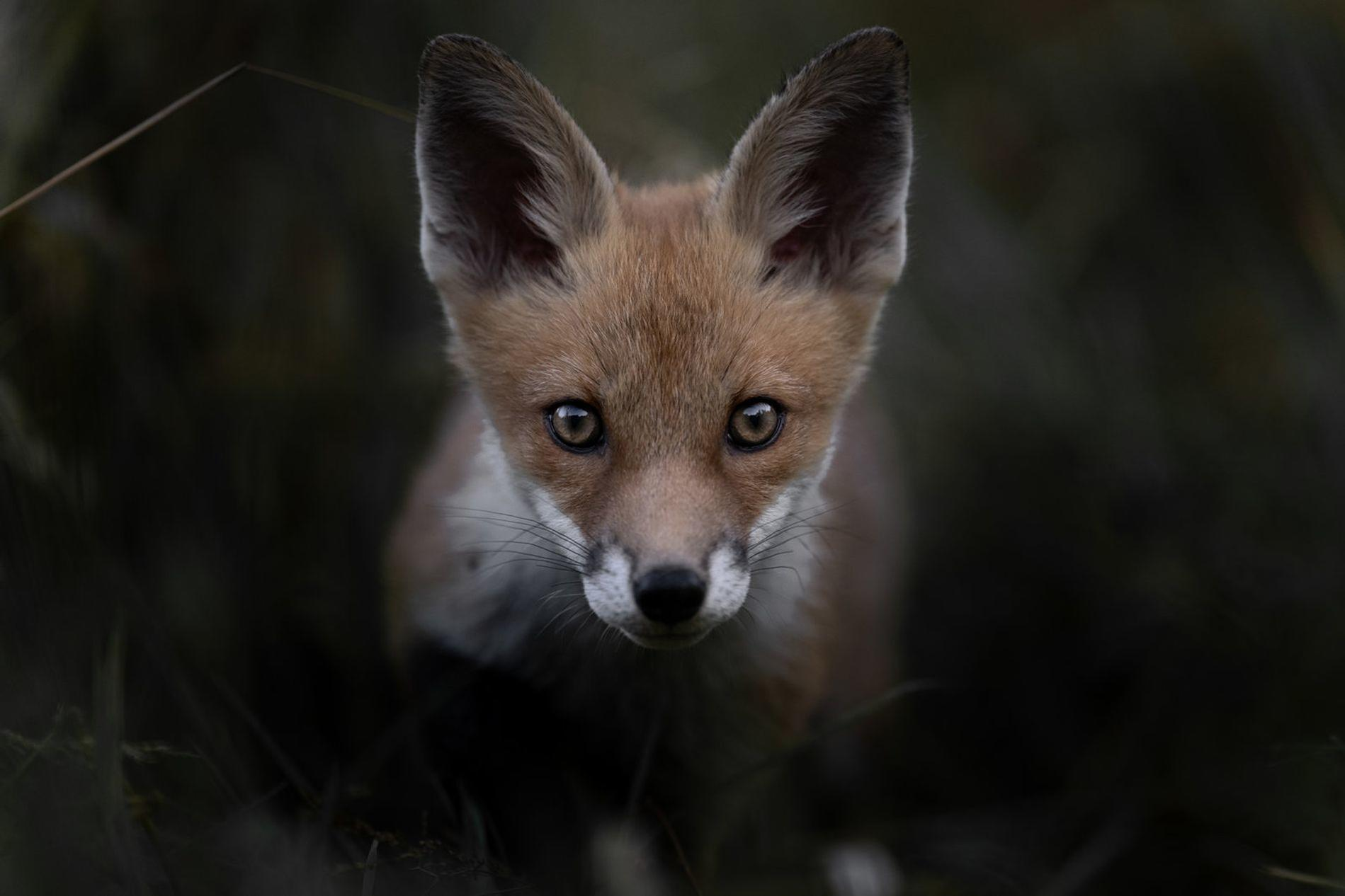 Ein junger Rotfuchs mit großen Ohren blickt direkt in die Kamera, im dunklen Gras.