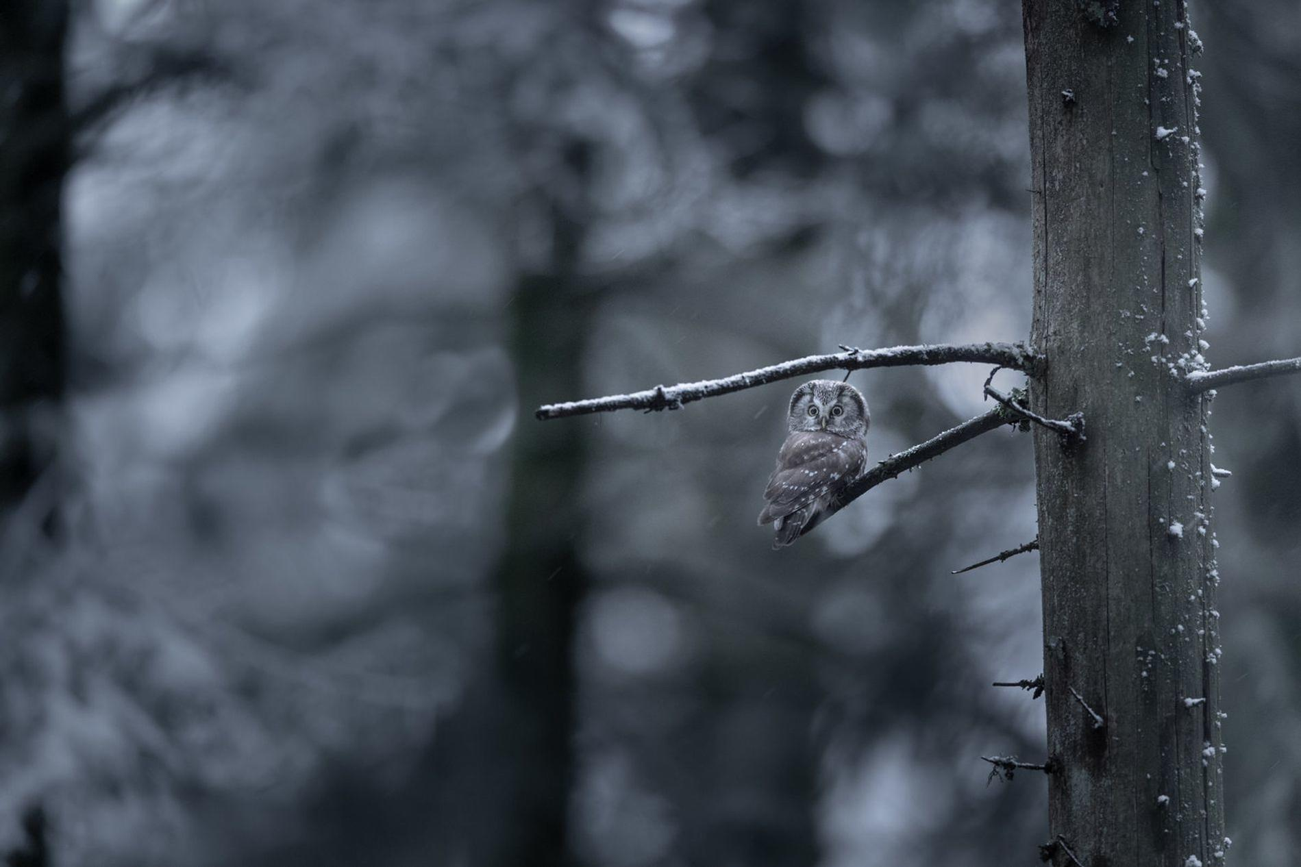 Eine kleine Eule sitzt auf einem verschneiten Ast in einem dunklen Wald.