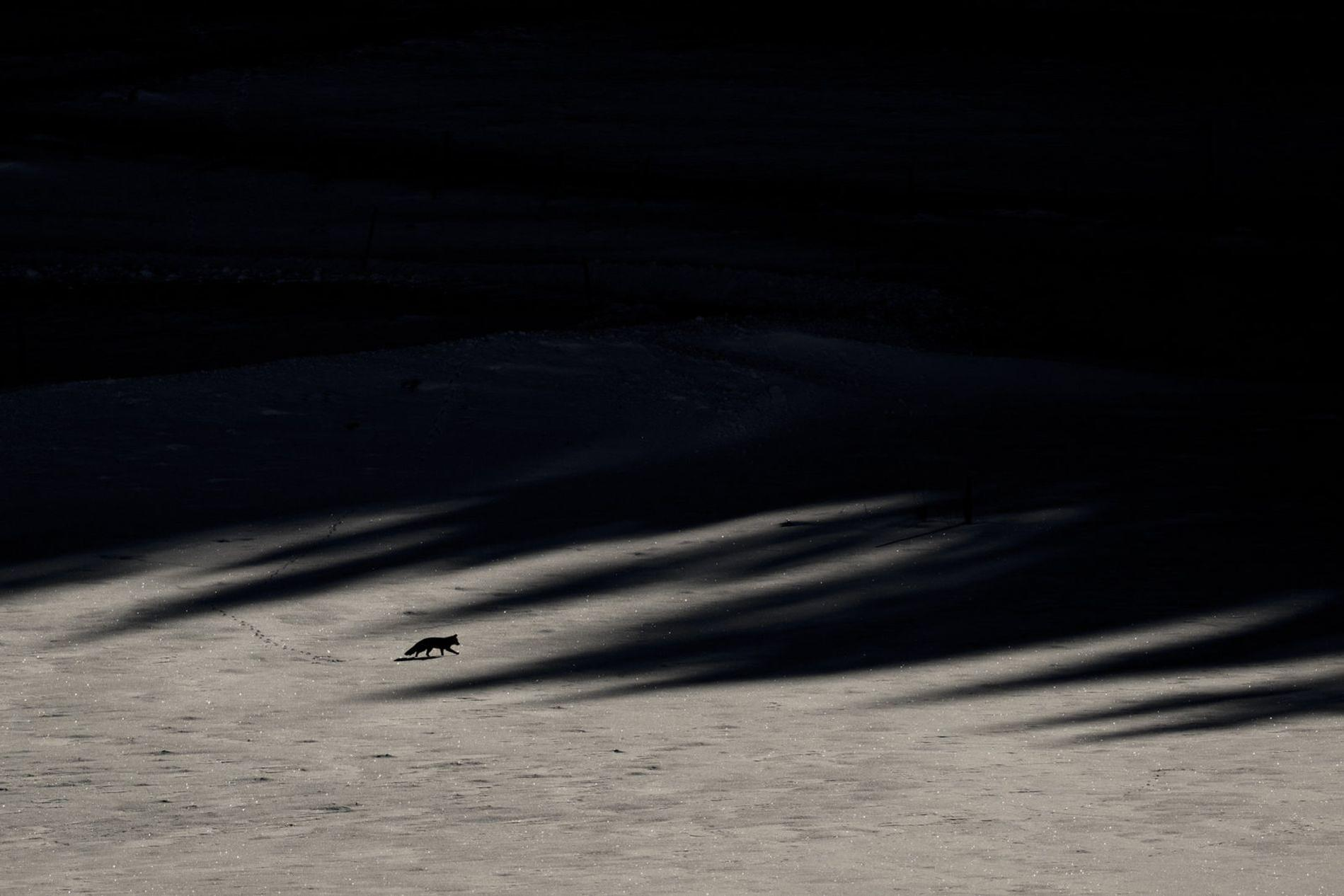 Ein Fuchs läuft im Schnee, Schatten fallen von links.