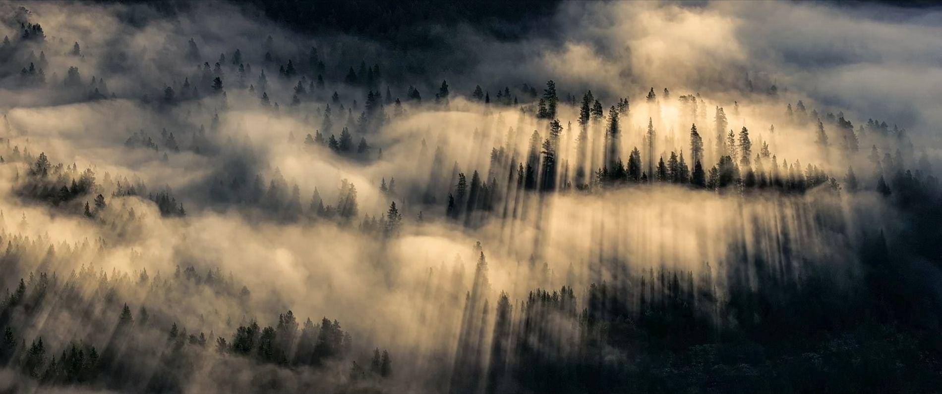 Sonnenstrahlen durchdringen nebelverhangene Tannenwälder, Schatten fallen.