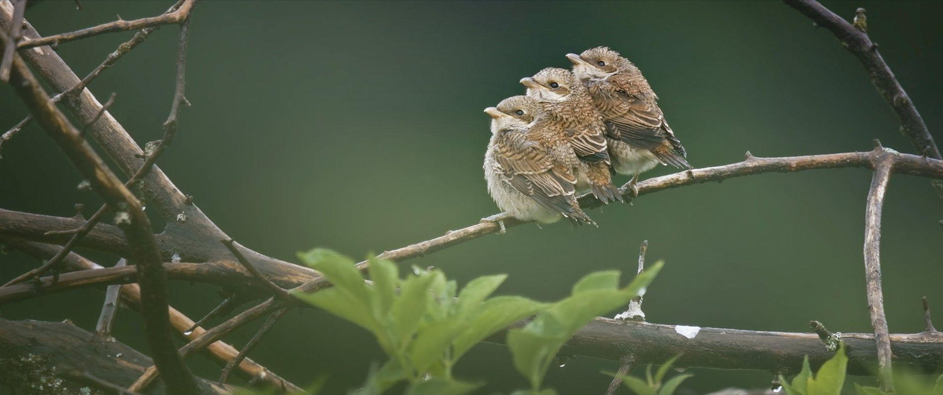 Drei junge braune Vögel sitzen dicht gedrängt auf einem Ast mit grünem Hintergrund.