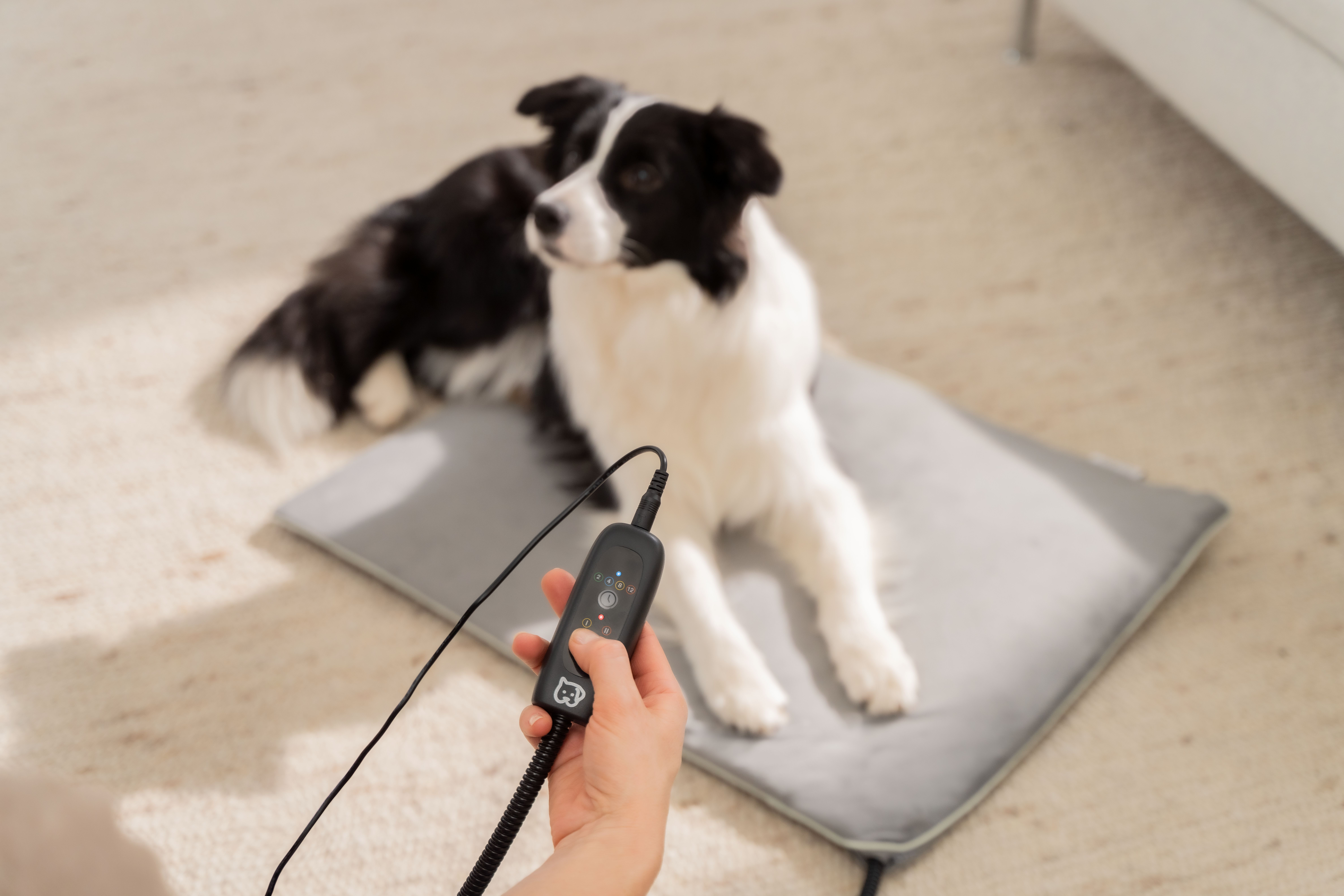 Ein Border Collie liegt auf einer Heizmatte, eine Hand hält die Fernbedienung.