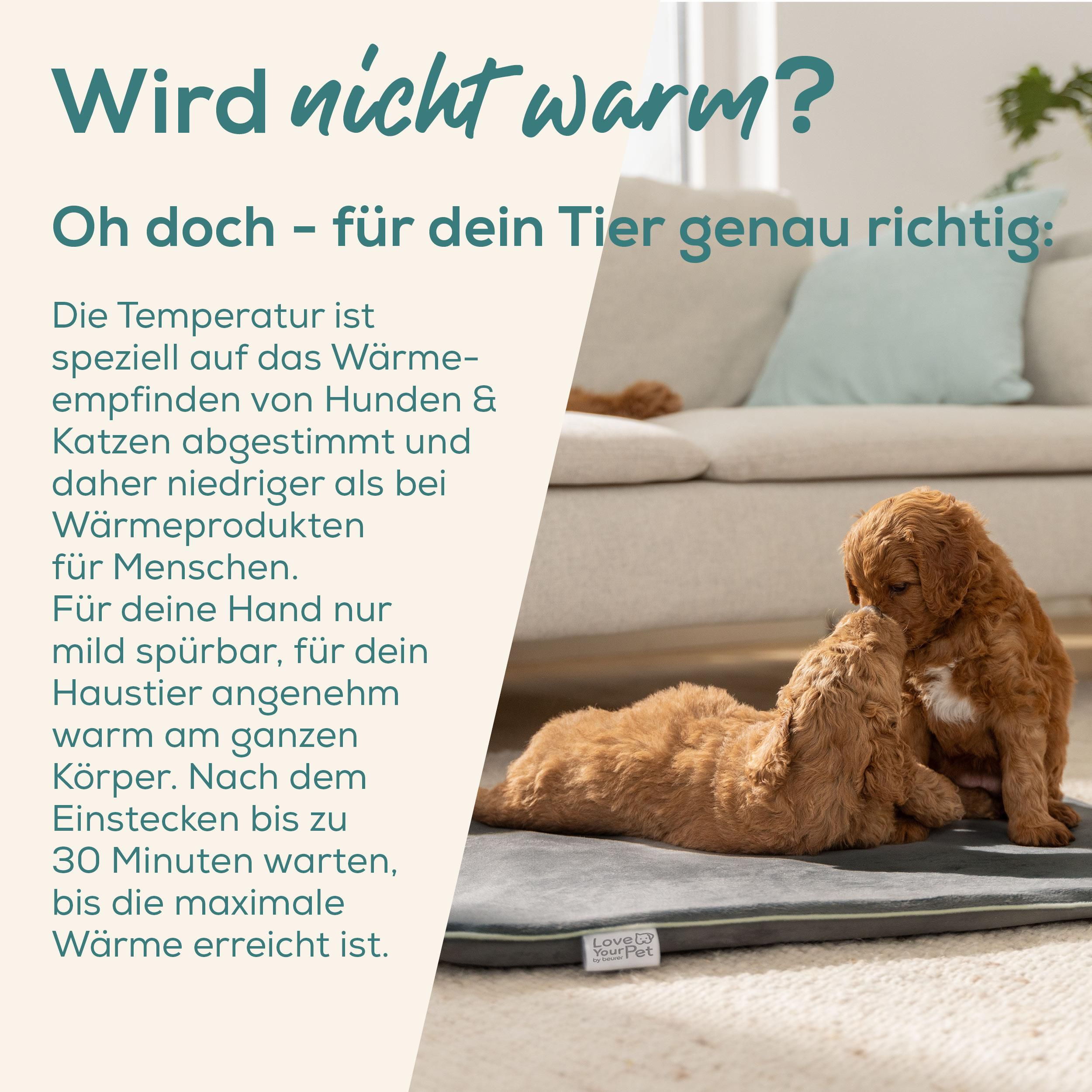 Zwei braune Welpen kuscheln auf einer grauen Decke. Ein Hund schnuppert am anderen.