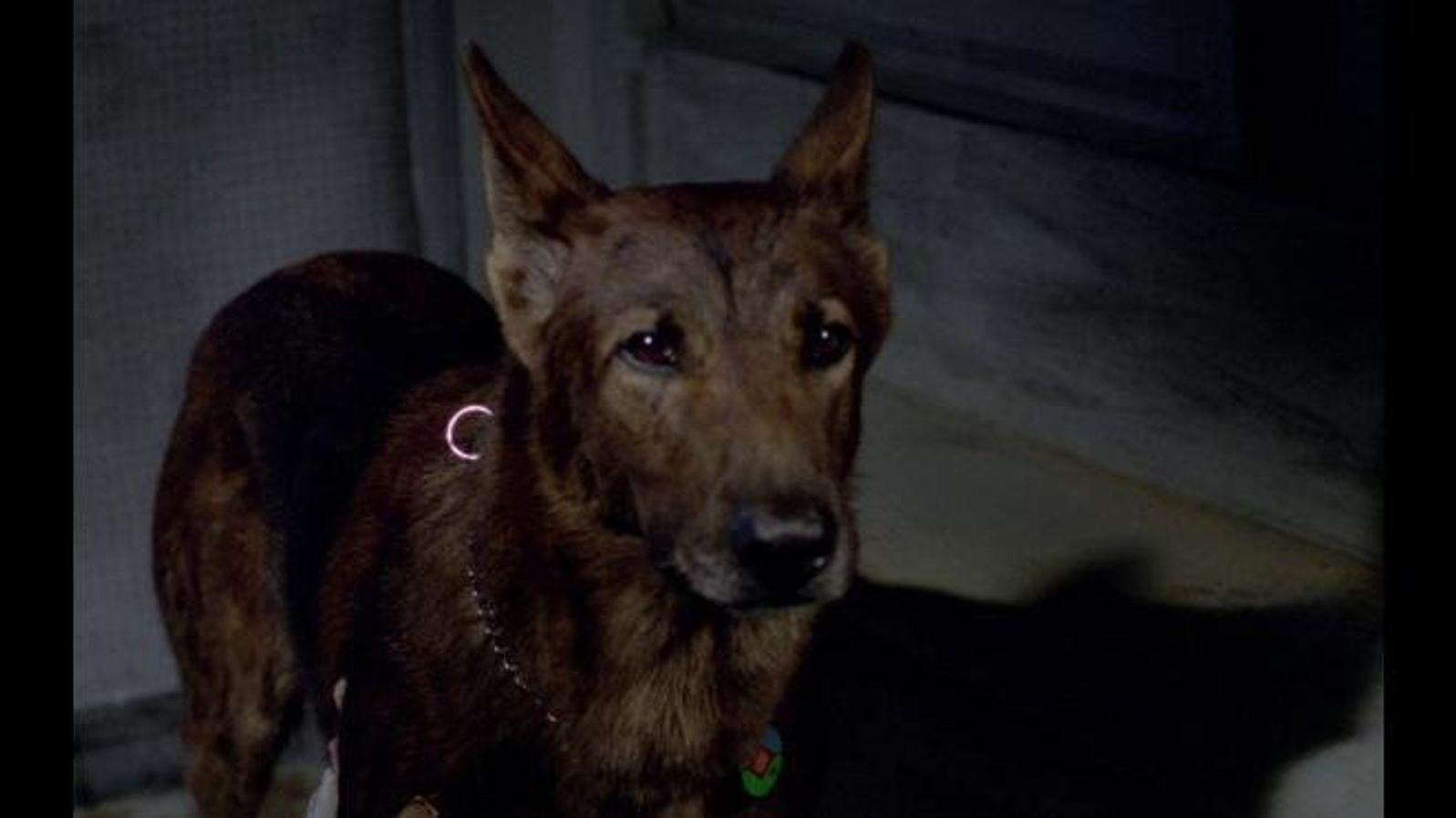 Ein brauner Hund mit spitzen Ohren und einem Halsband steht im Dunkeln.