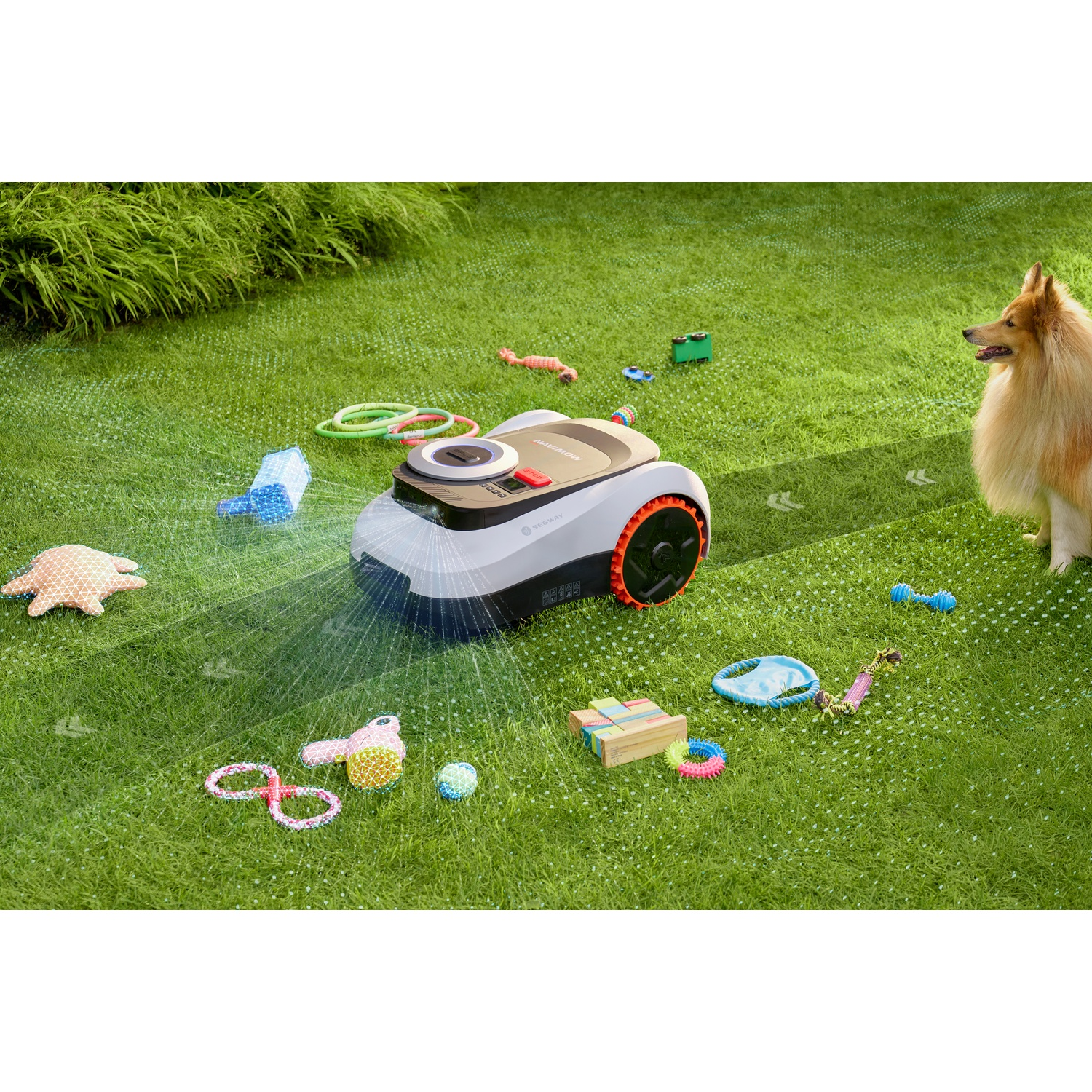 Un robot tagliaerba taglia l'erba con giocattoli per cani. Un cane osserva.