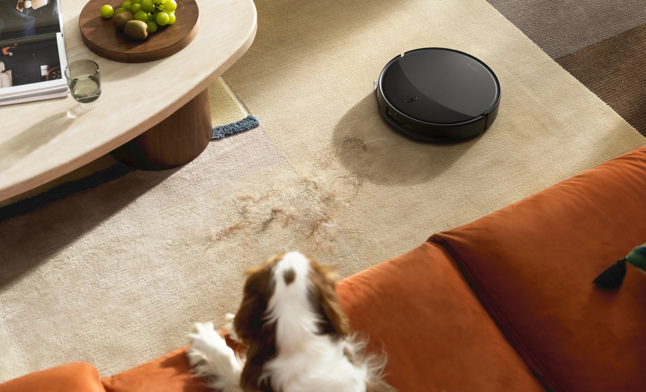 Un aspirateur robot nettoie un tapis près d'un canapé et d'un chien.