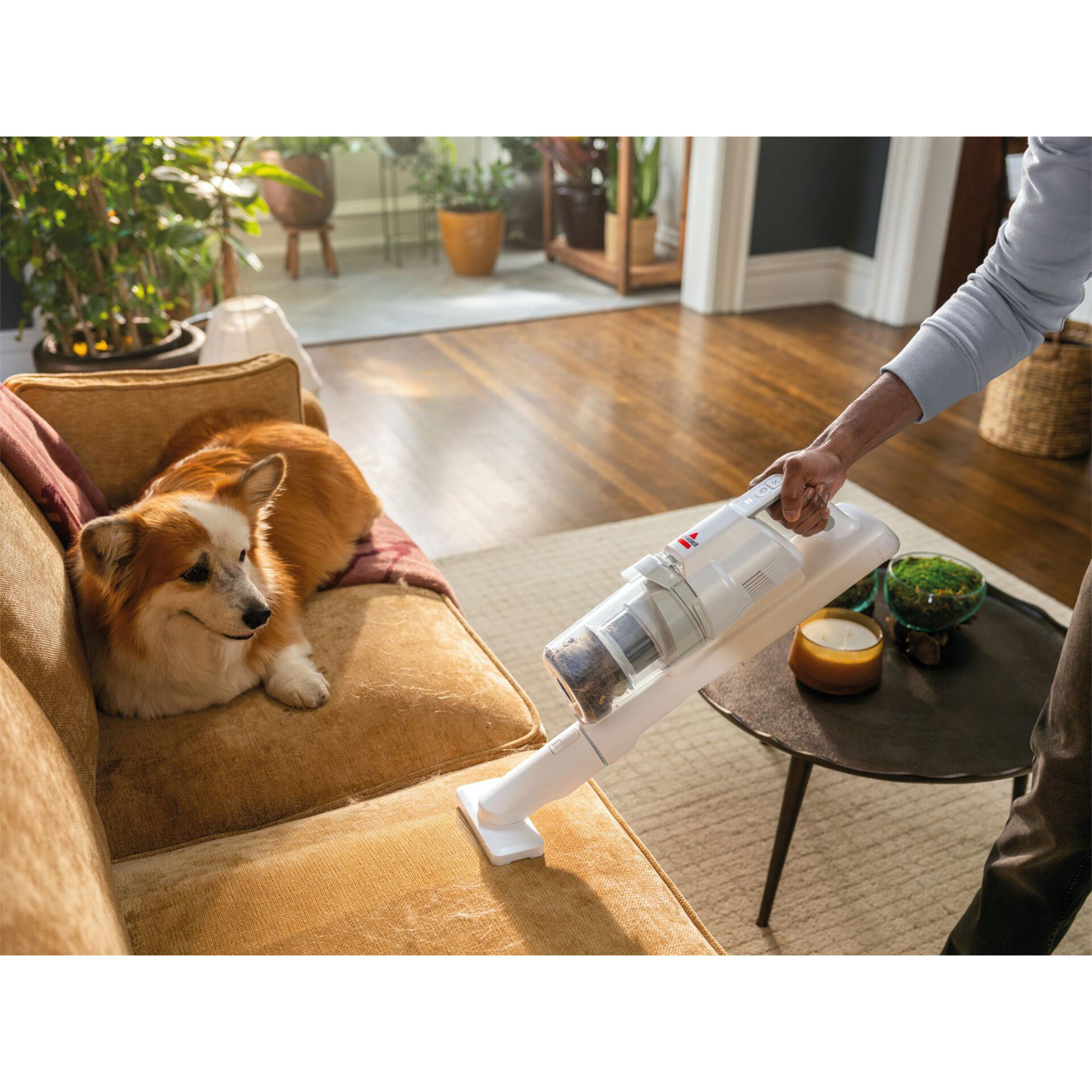 Ein Hund liegt auf einem Sofa, während eine Person einen Staubsauger benutzt.