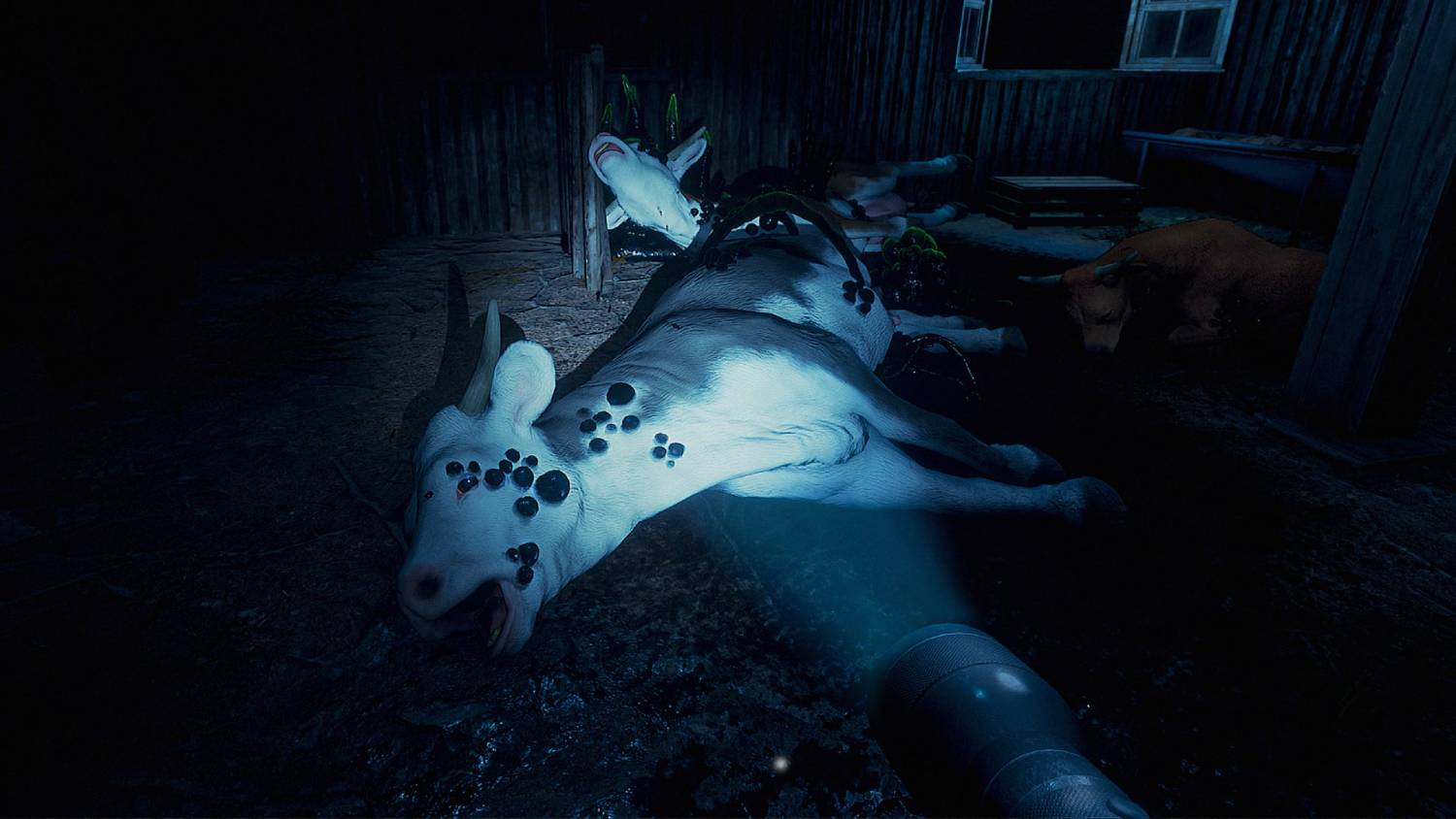 Una linterna azul ilumina vacas muertas en un granero oscuro. Una yace en primer plano.