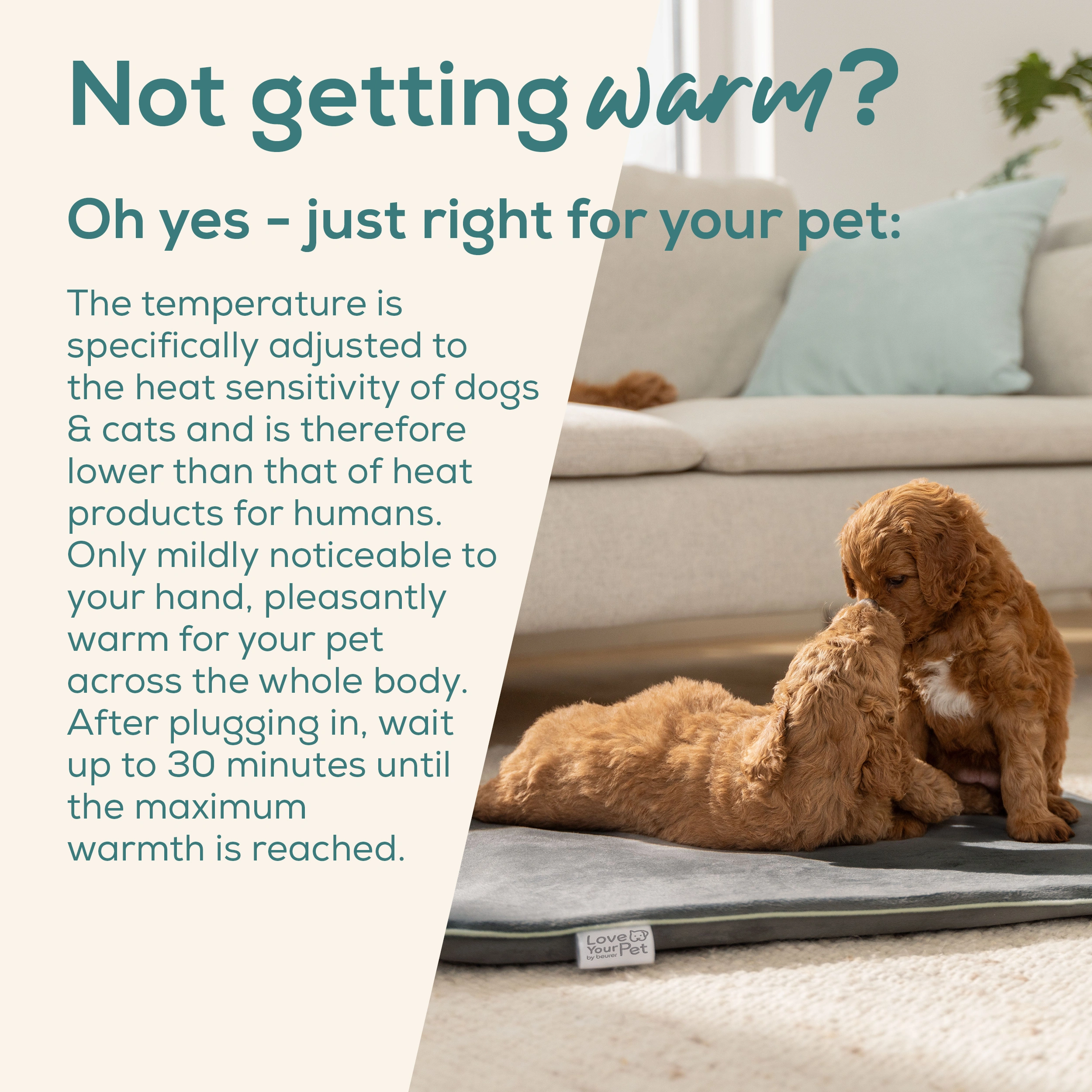 Zwei braune Hunde auf einer grauen Matte vor einem Sofa, mit Text.