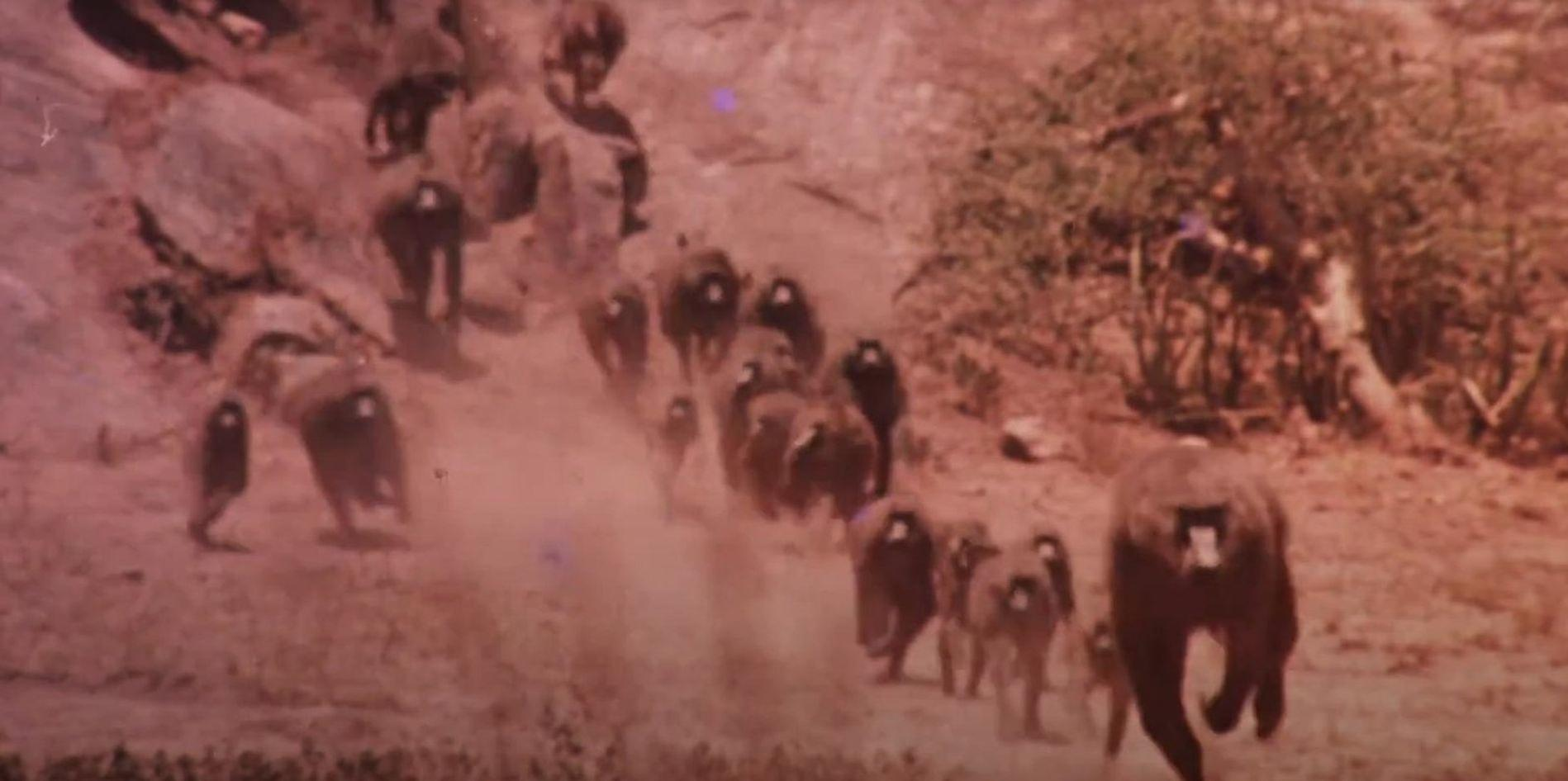Eine Gruppe von Pavianen läuft über einen staubigen Boden neben Felsen und Büschen.