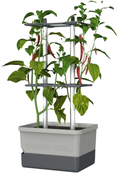 Piros chilis, zöld leveles növény szürke cserépben, támasztékokkal.