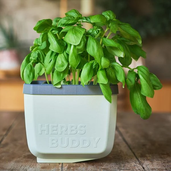 Egy halványzöld, "HERBS BUDDY" feliratú cserép dús bazsalikom növényt tartalmaz.