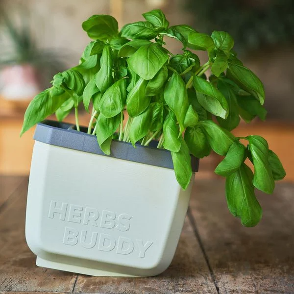 Egy "HERBS BUDDY" feliratú friss bazsalikommal teli cserép áll egy faasztalon.