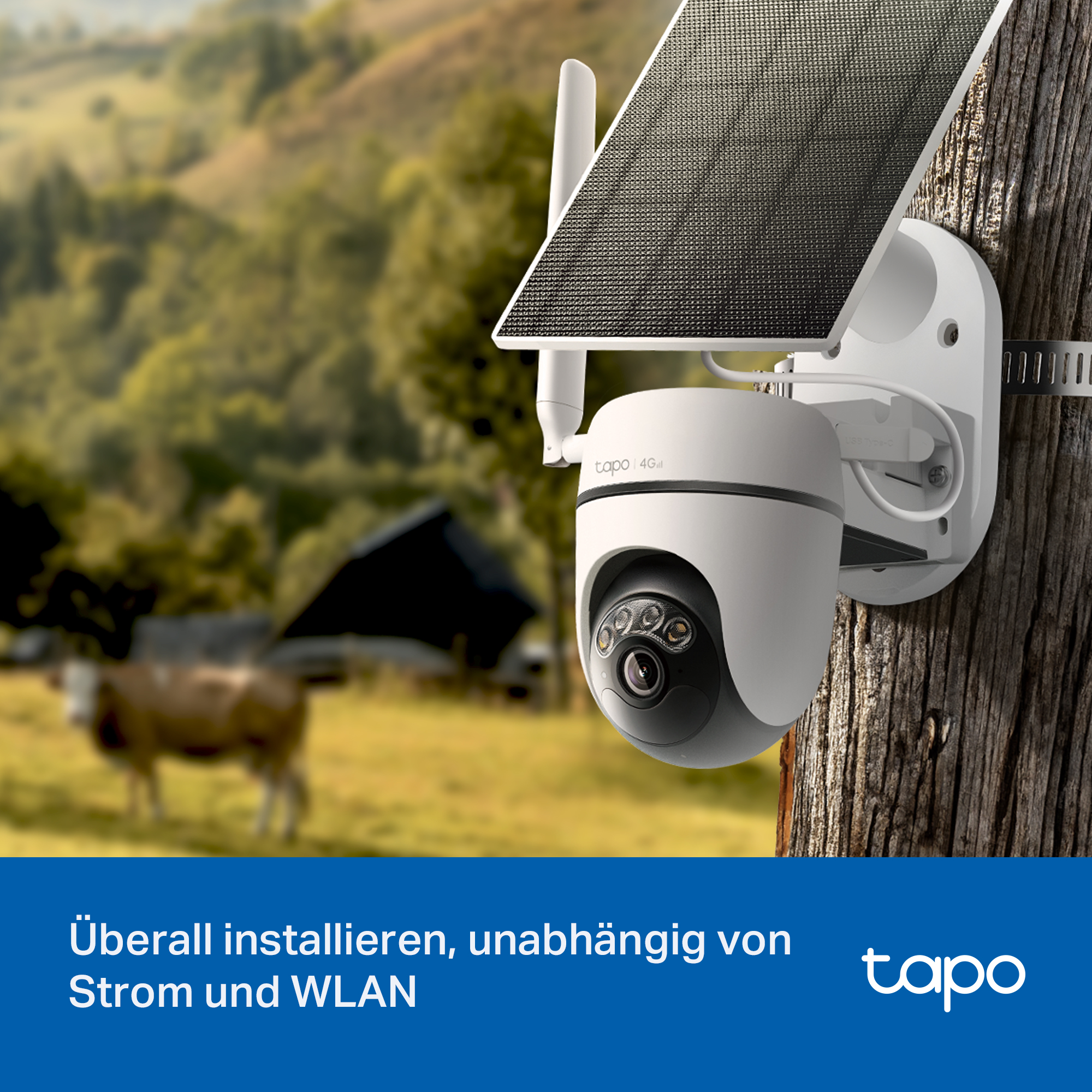Eine weiße Überwachungskamera mit Solarpanel an einem Baum, Kühe im Hintergrund.